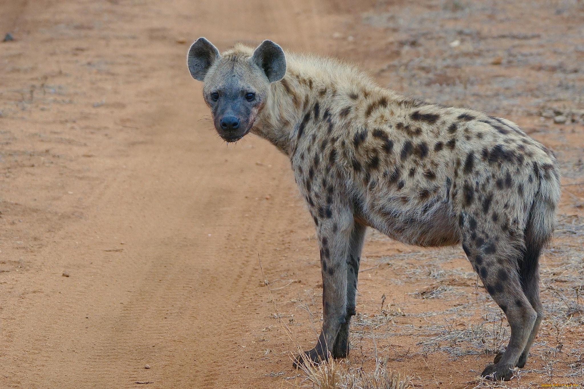 животные, гиены, , гиеновые, собаки, хищник