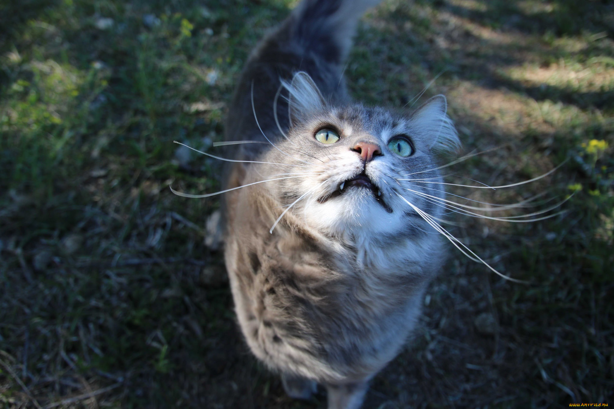 животные, коты, киса, кошка, кот