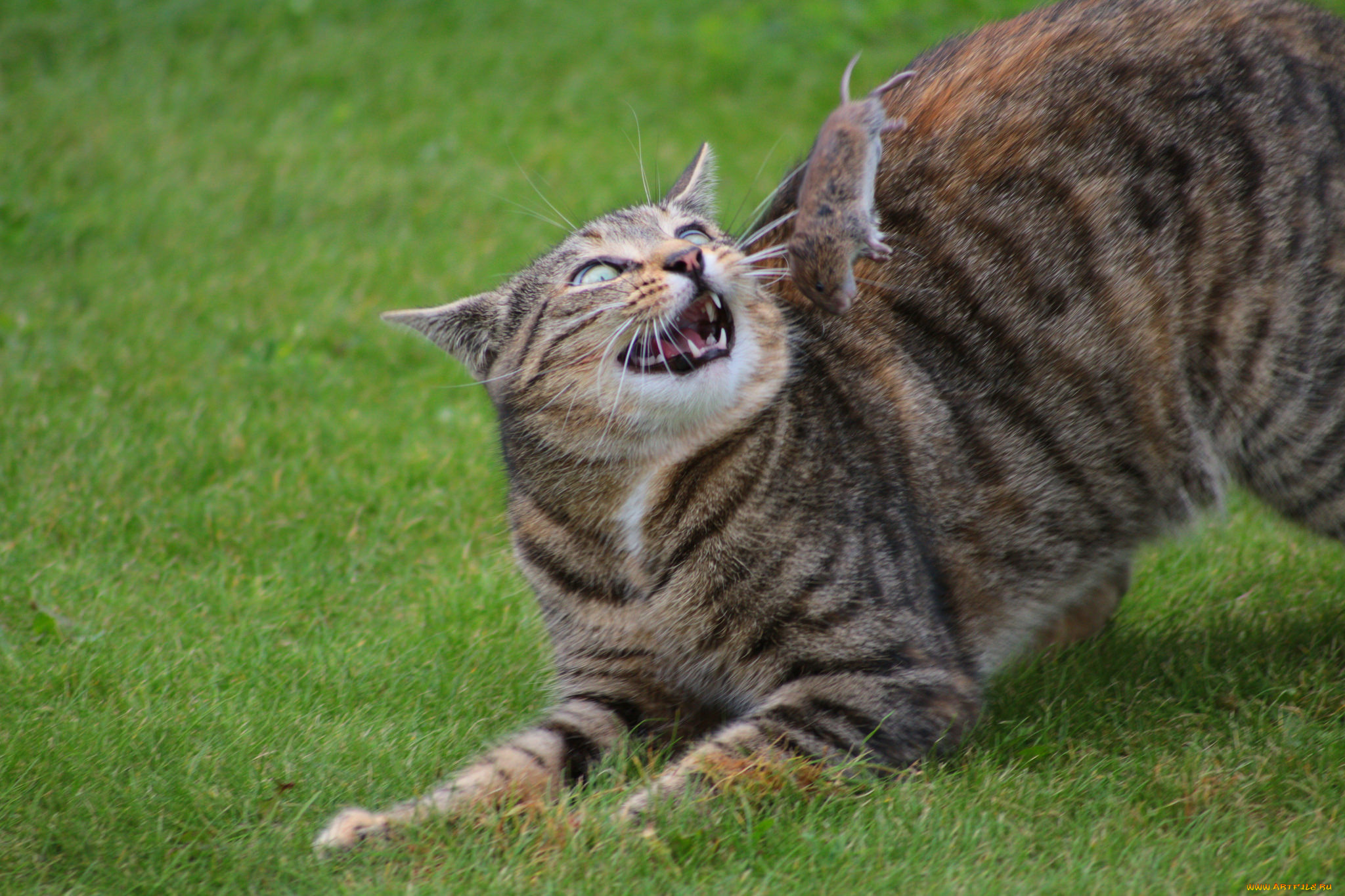 животные, коты, киса, кошка, кот