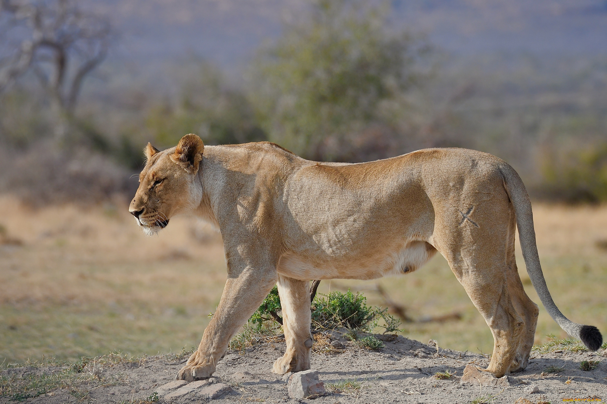 животные, львы, хищник