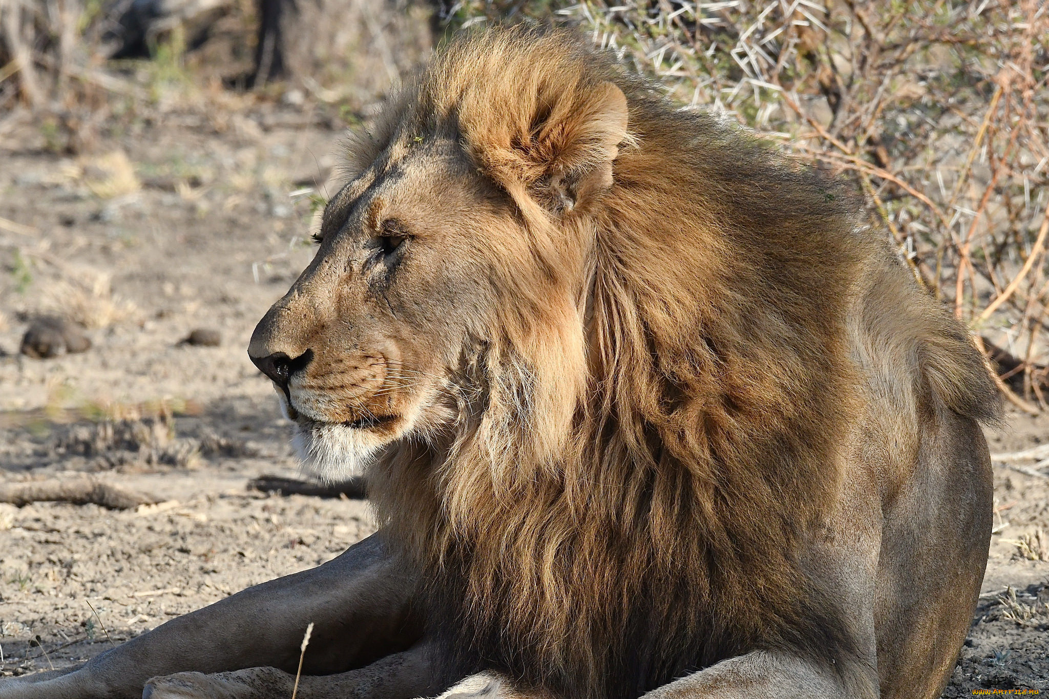 животные, львы, хищник