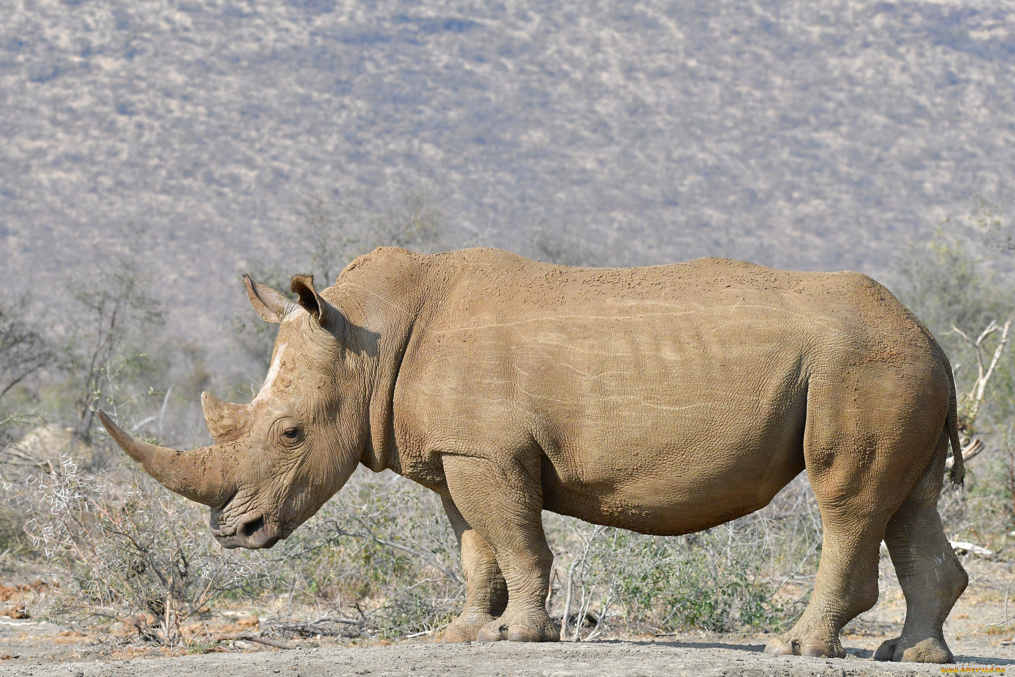 животные, носороги, носорог