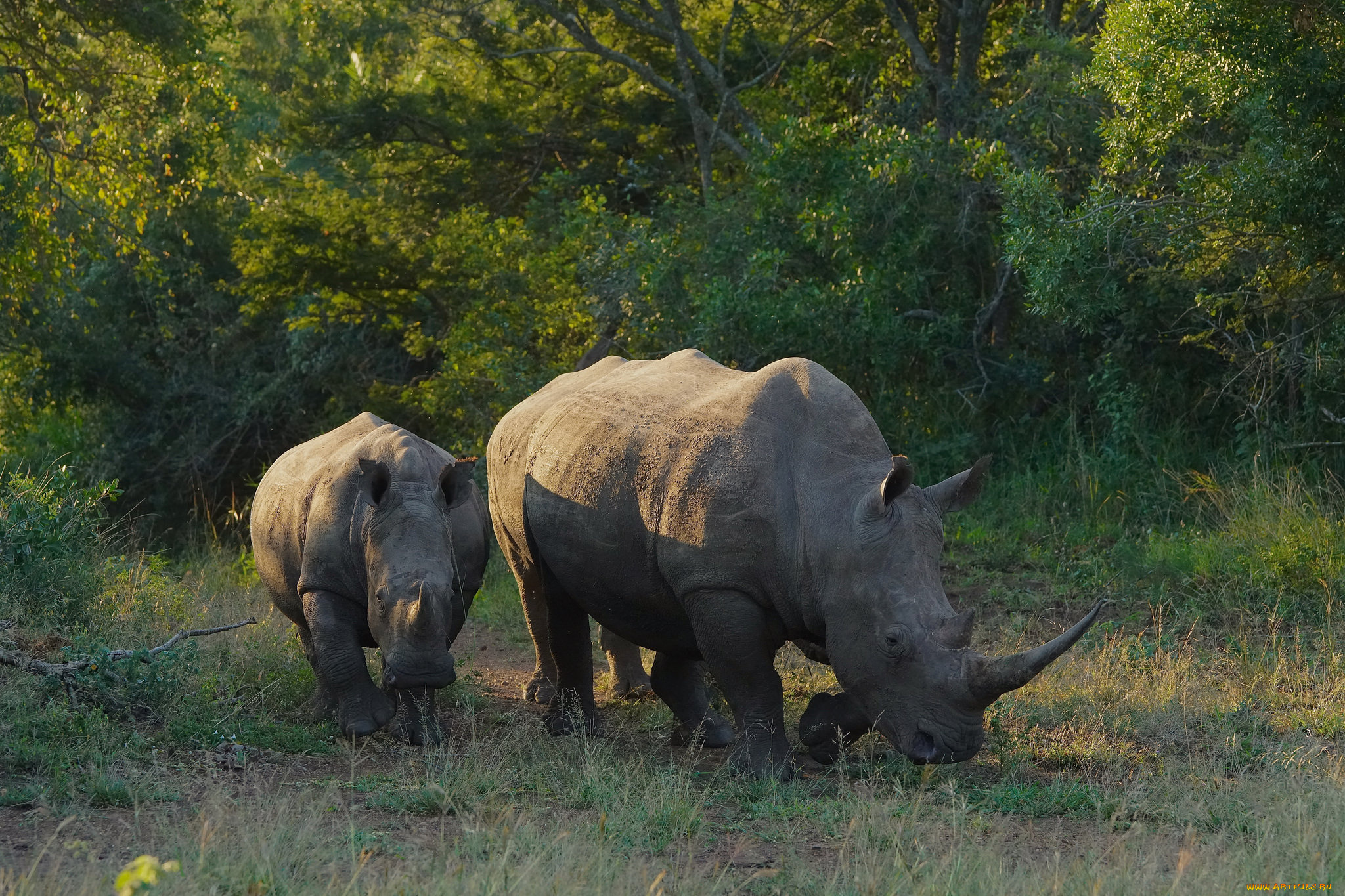 животные, носороги, носорог