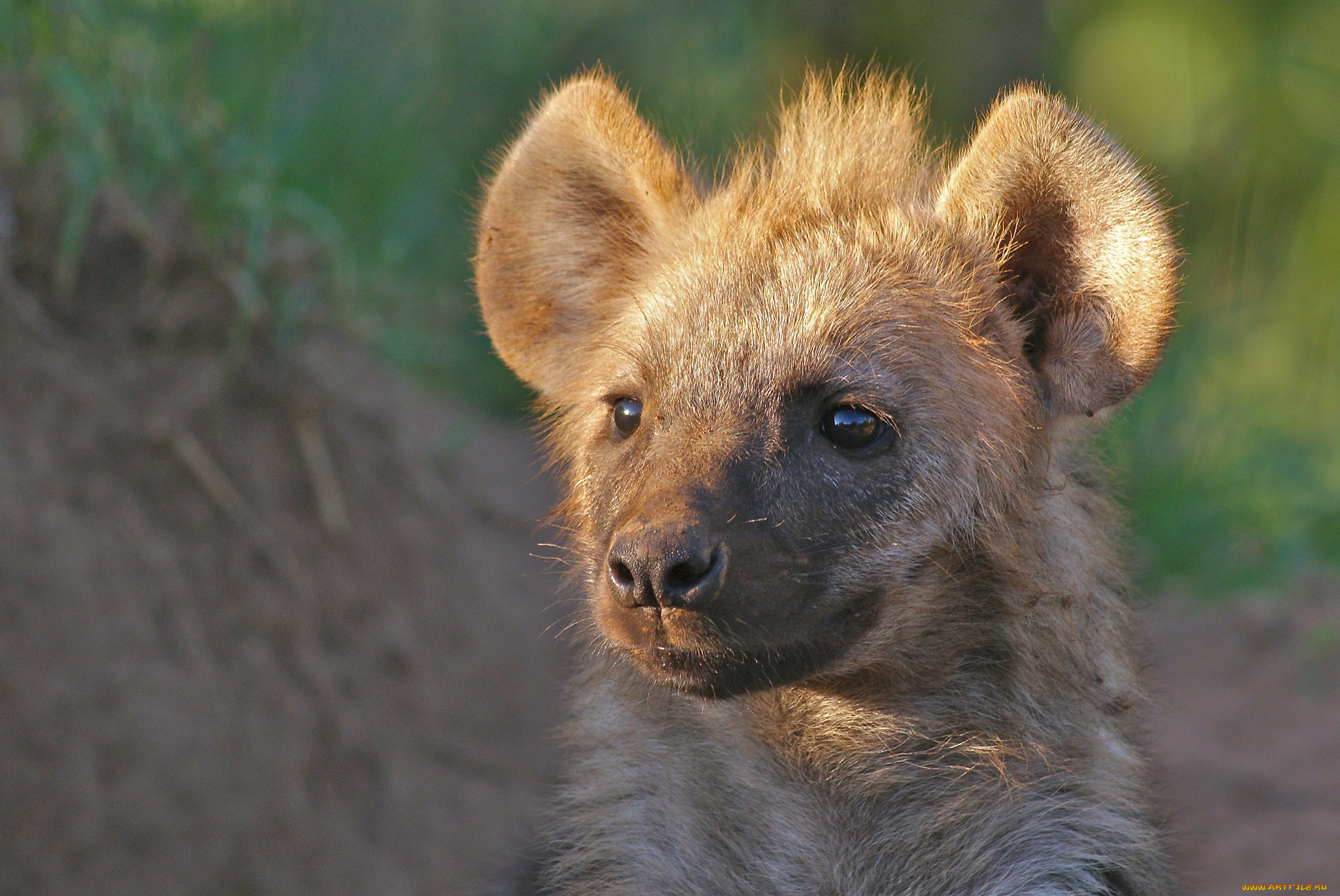 животные, гиены, , гиеновые, собаки, хищник