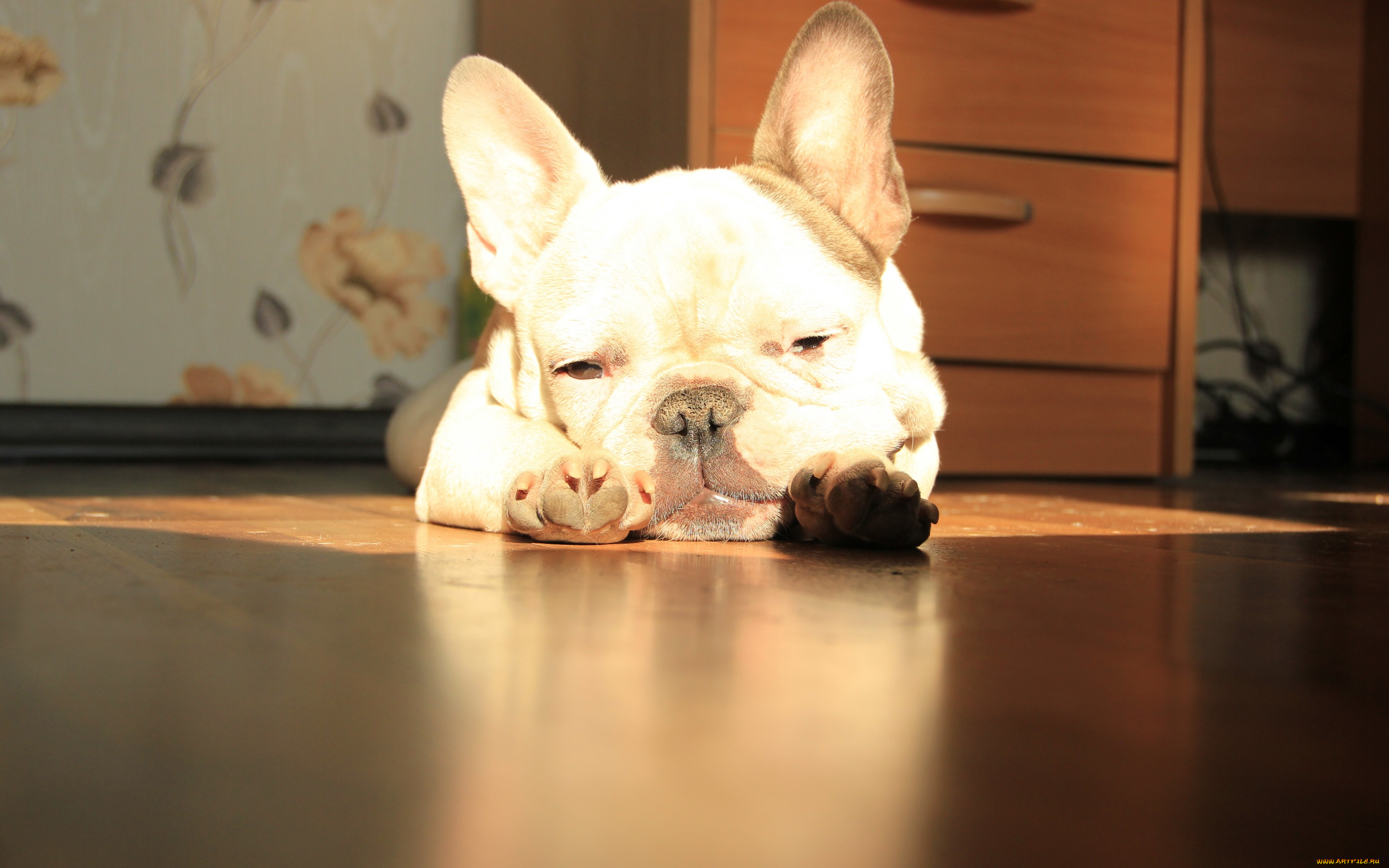 животные, собаки, спит