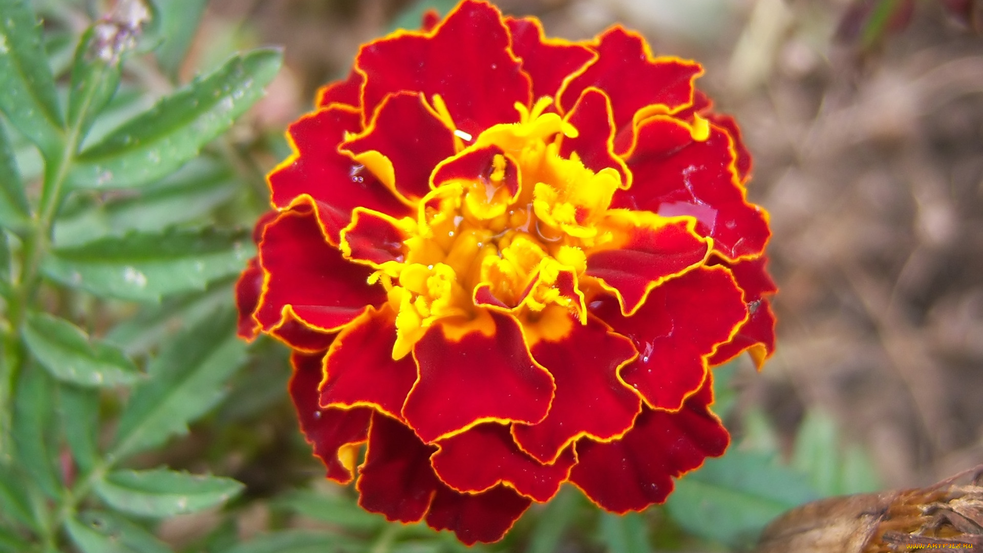 цветы, бархатцы, клумба