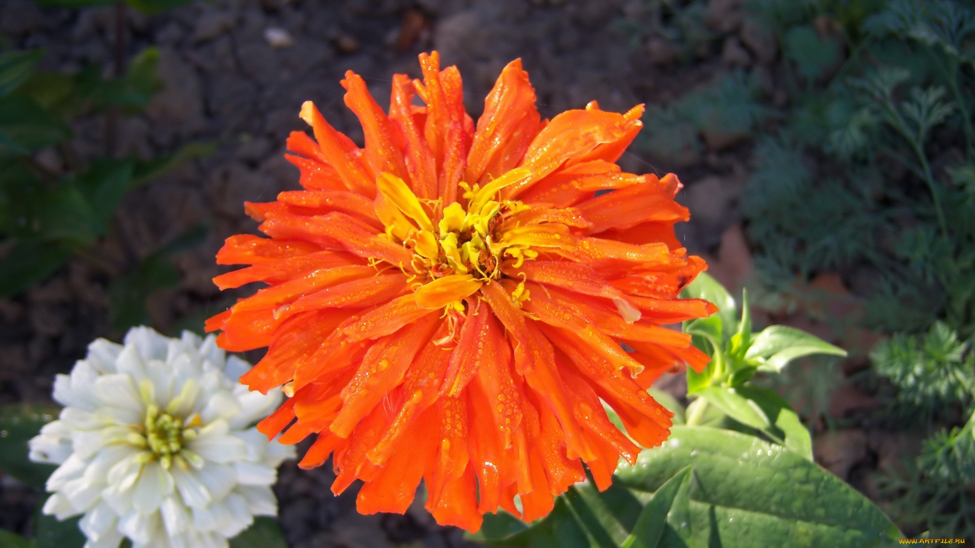 цветы, цинния, клумба