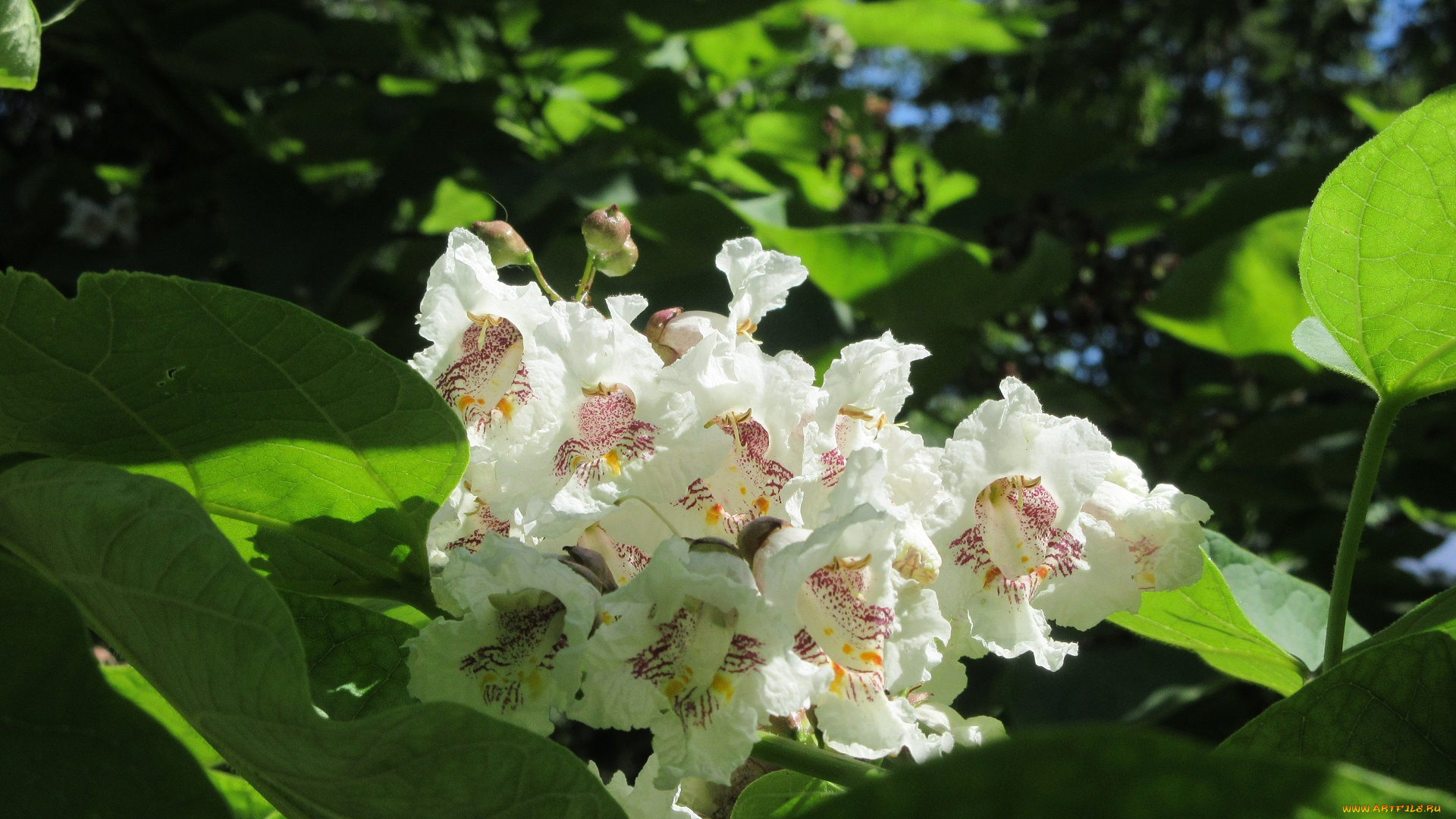 цветы, цветущие, деревья, , , кустарники, лето, 2018