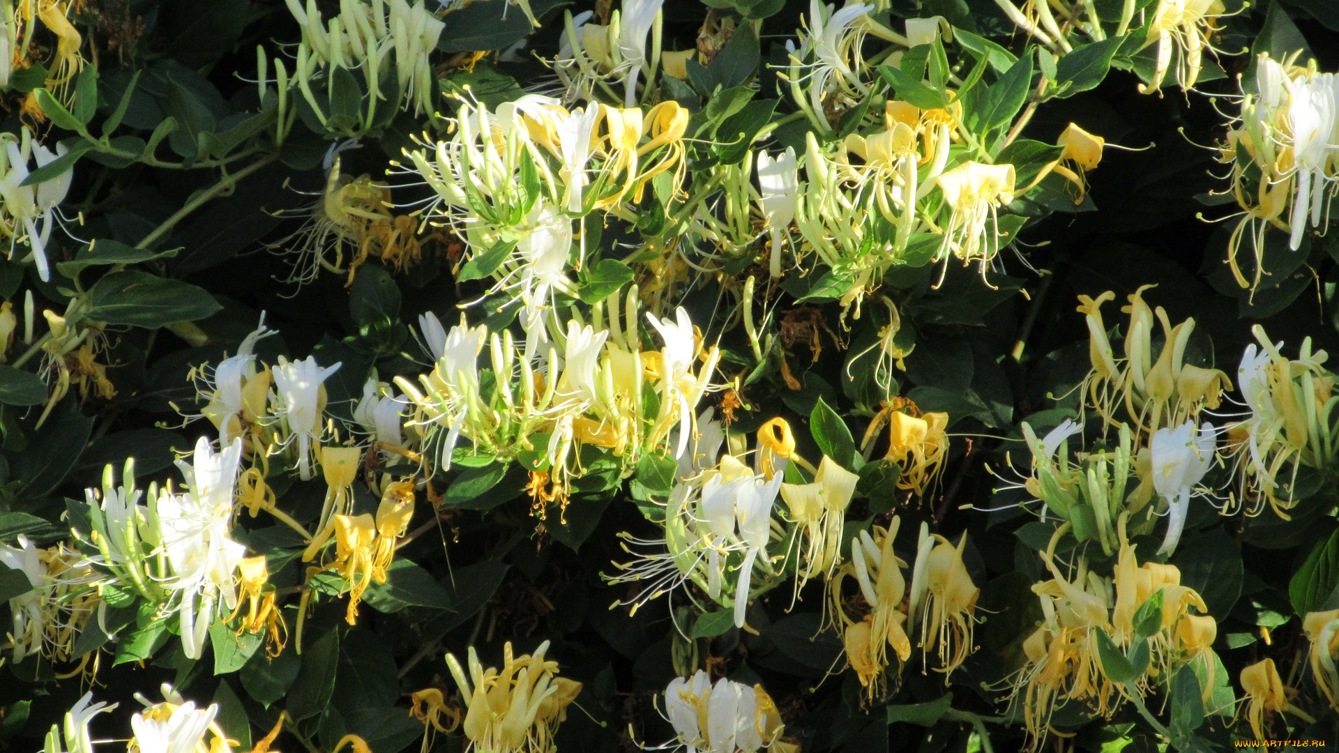 цветы, цветущие, деревья, , , кустарники, лето, 2018