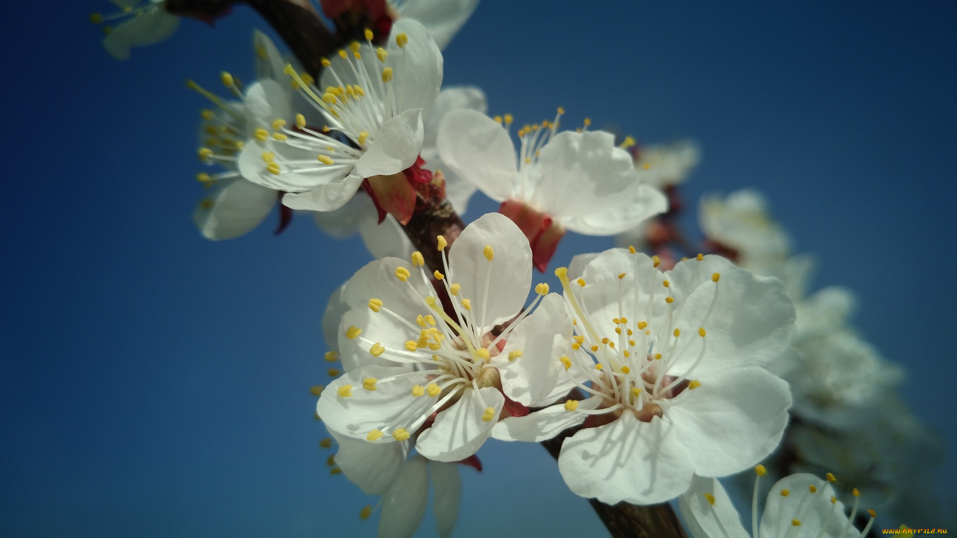 цветы, цветущие, деревья, , , кустарники, весна, 2018