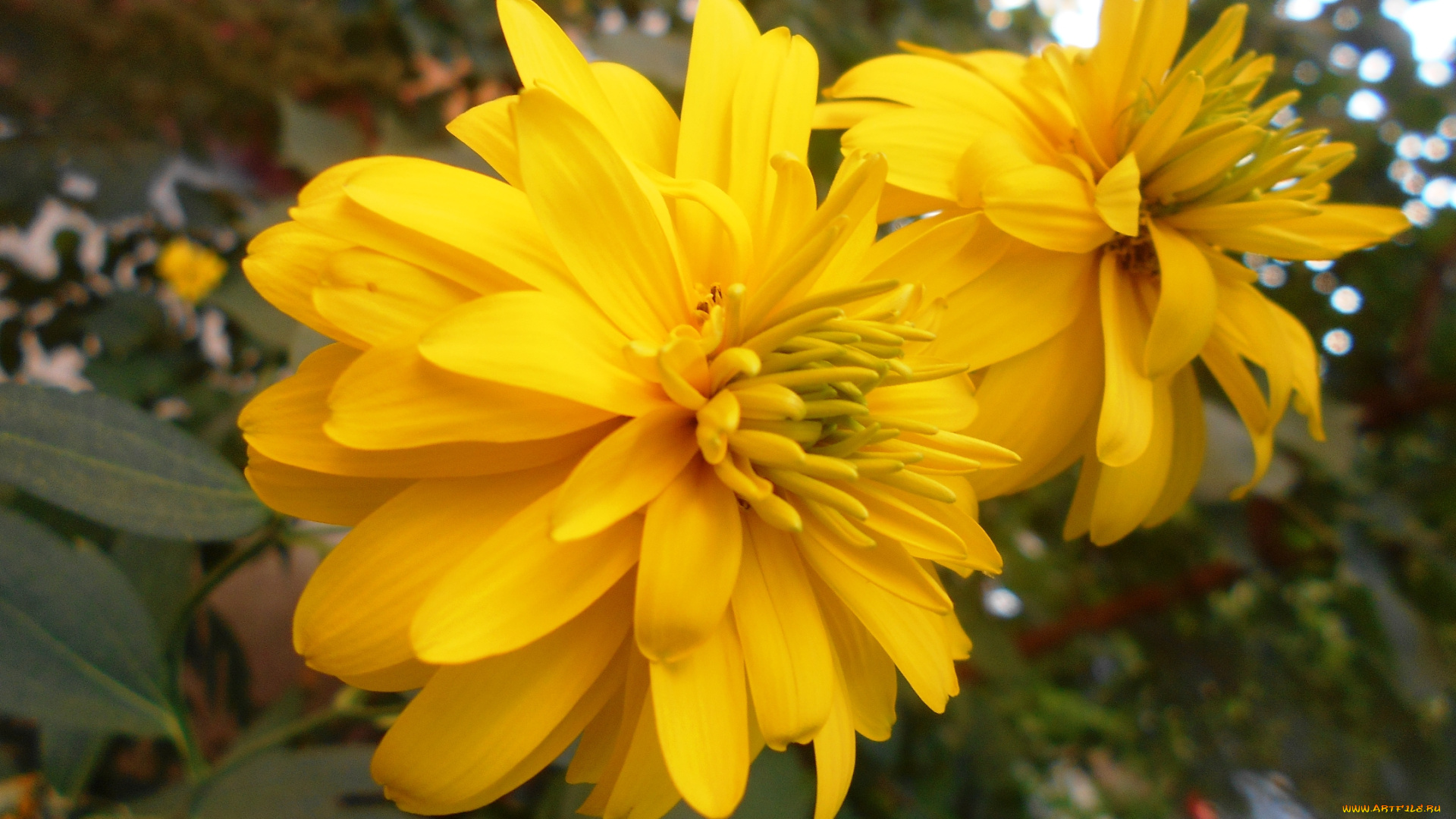 цветы, георгины