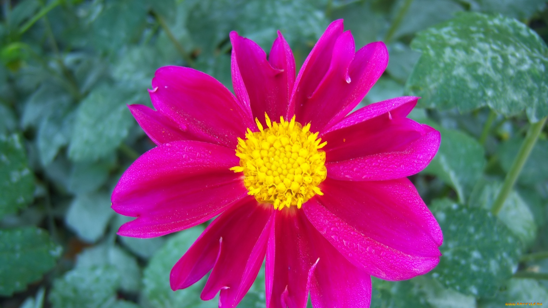 цветы, георгины, розовый, цвет