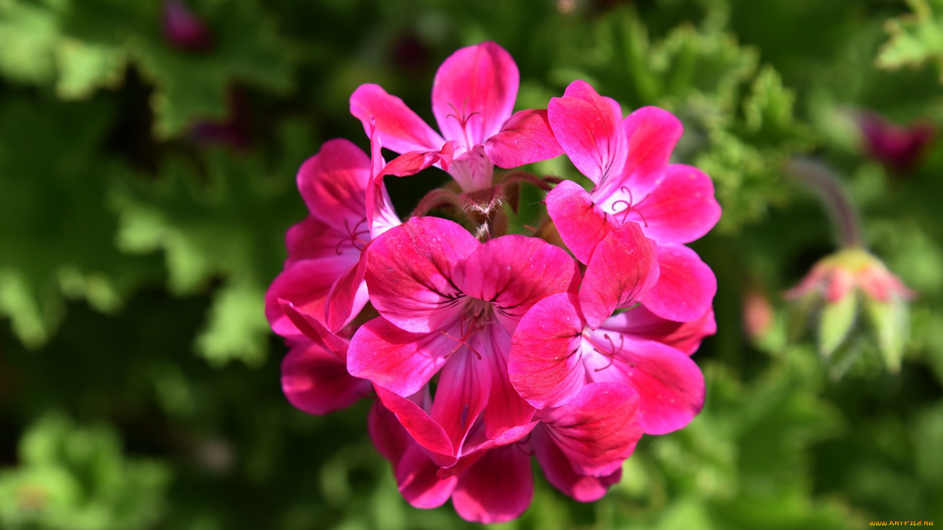 цветы, герань, соцветие