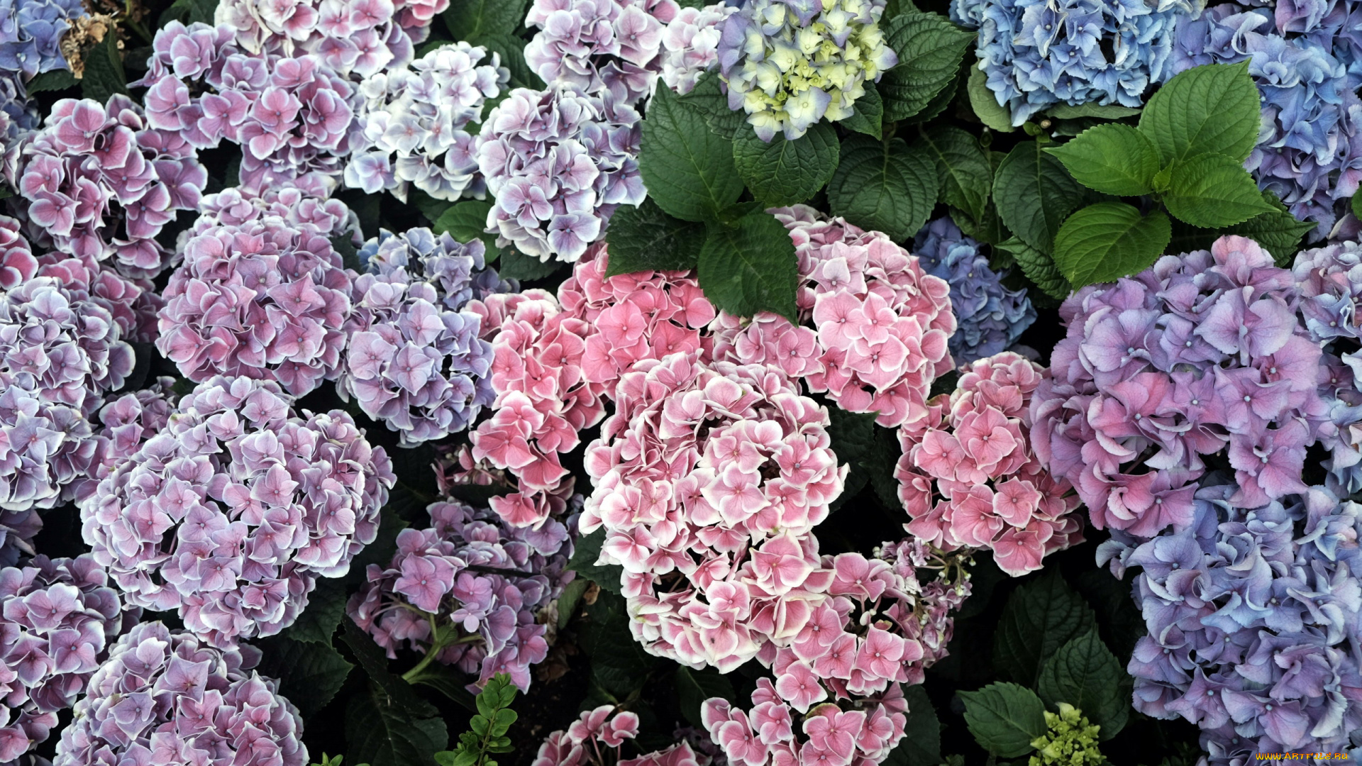 цветы, гортензия, разноцветные