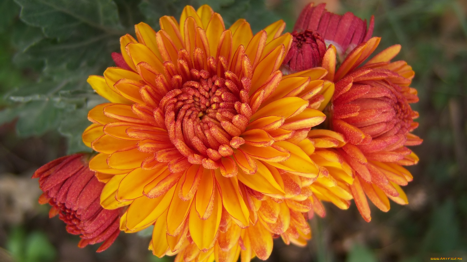 цветы, хризантемы, клумба