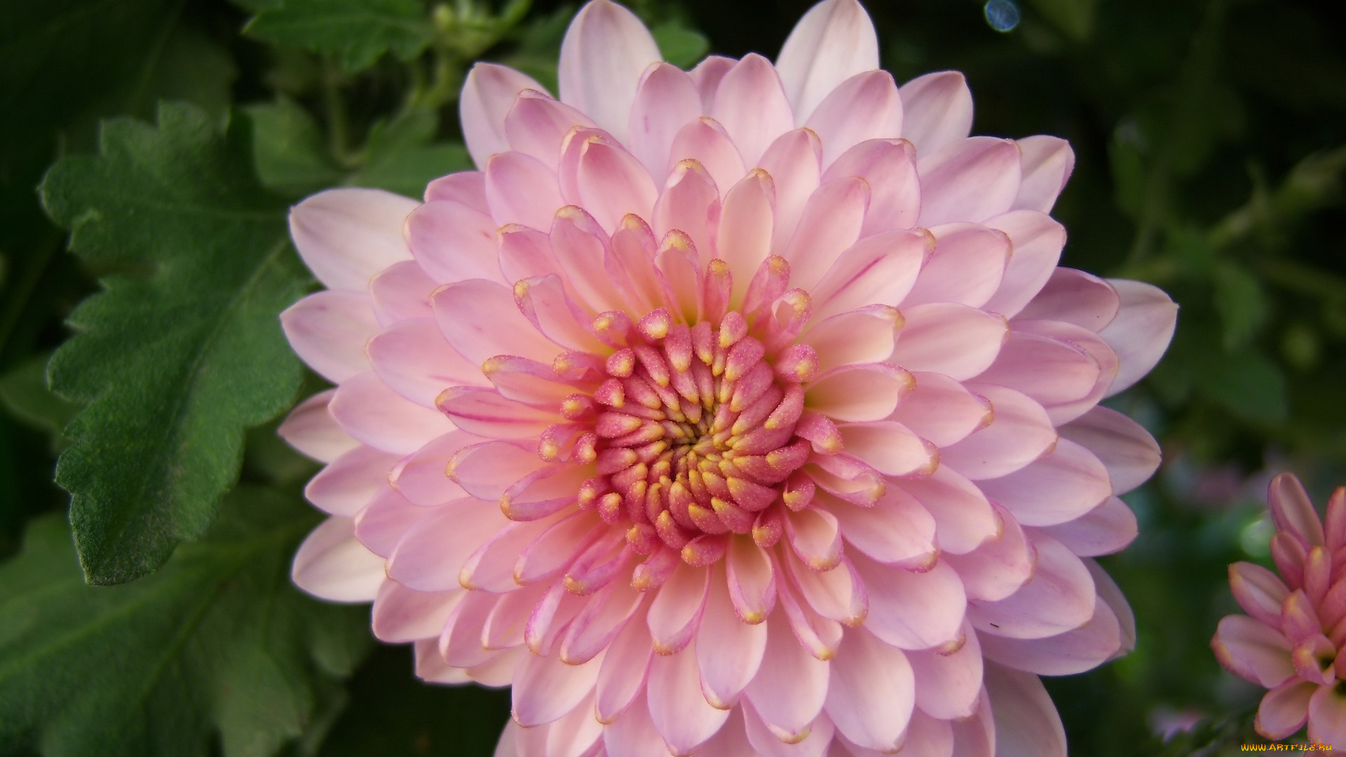 цветы, хризантемы, клумба