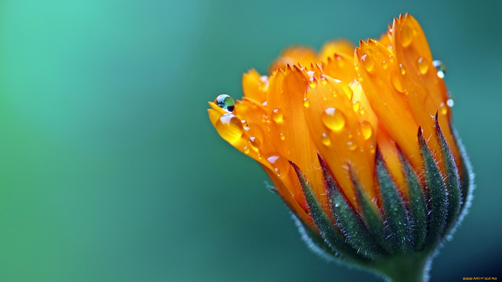 цветы, календула, капли, оранжевый, бутон