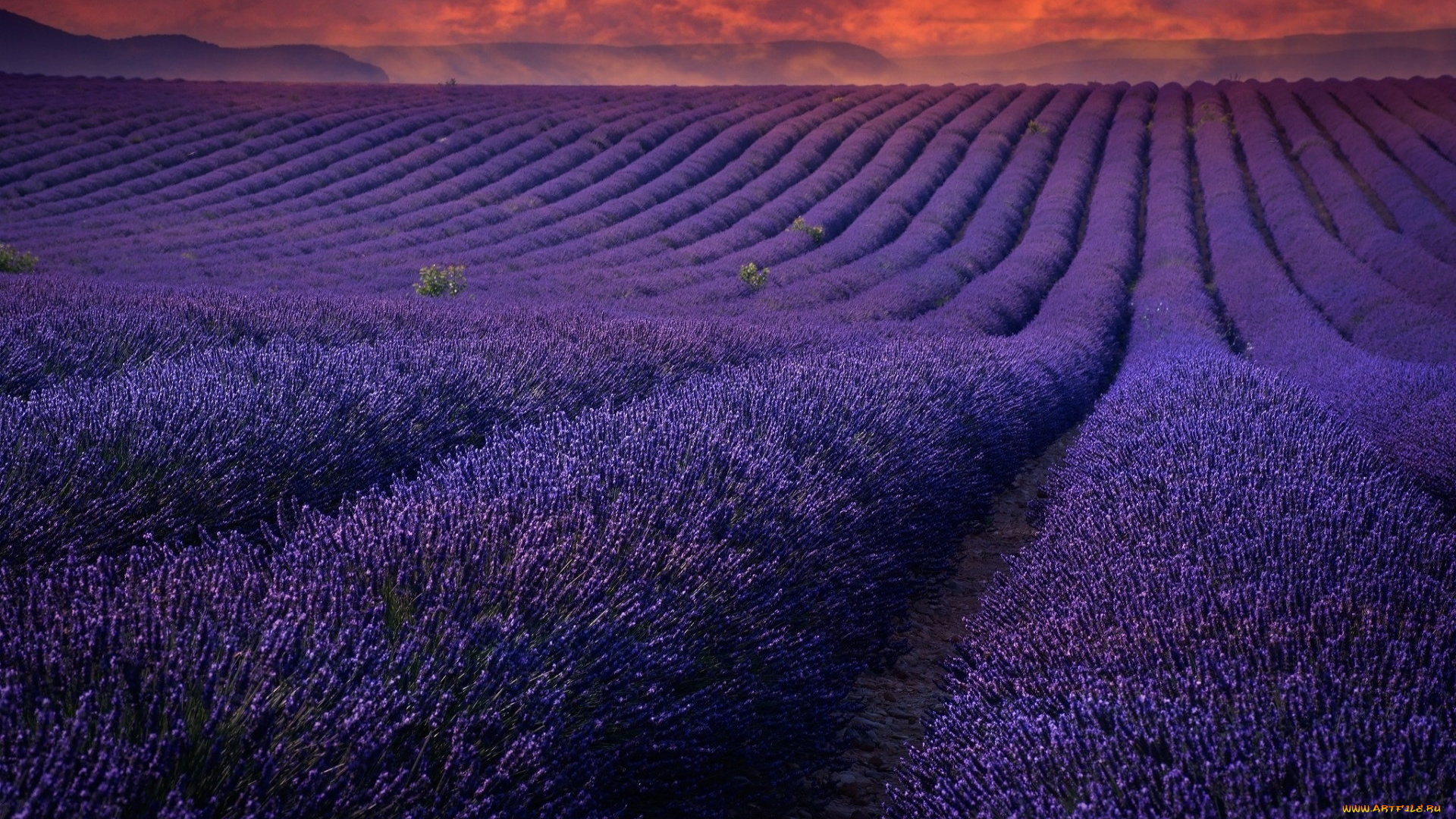 цветы, лаванда, закат, ряды, поле