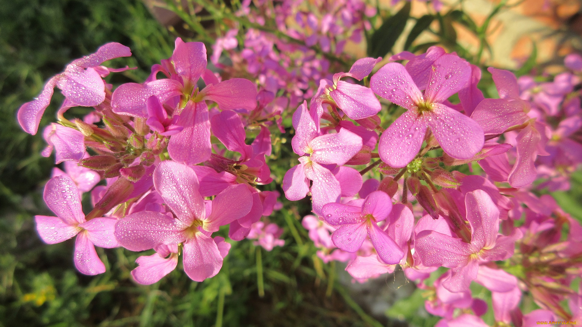 цветы, луговые, , полевые, , цветы, весна, 2018