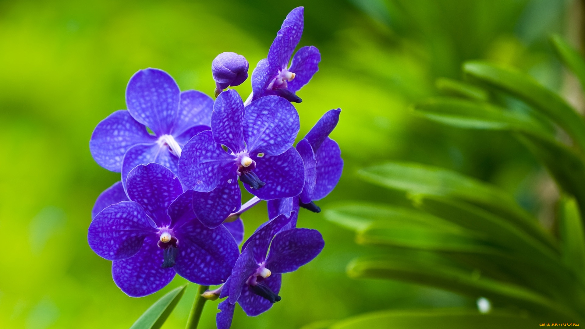 цветы, орхидеи, соцветие