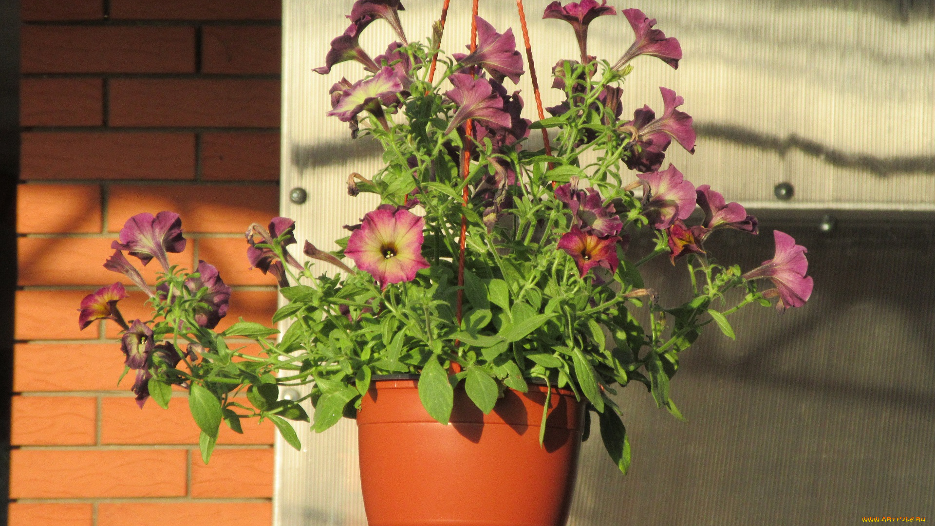 цветы, петунии, , калибрахоа, лето, 2018