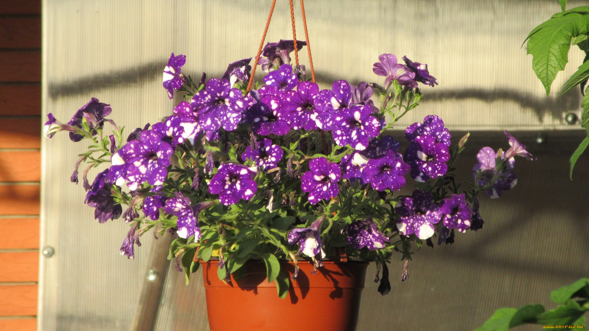 цветы, петунии, , калибрахоа, лето, 2018