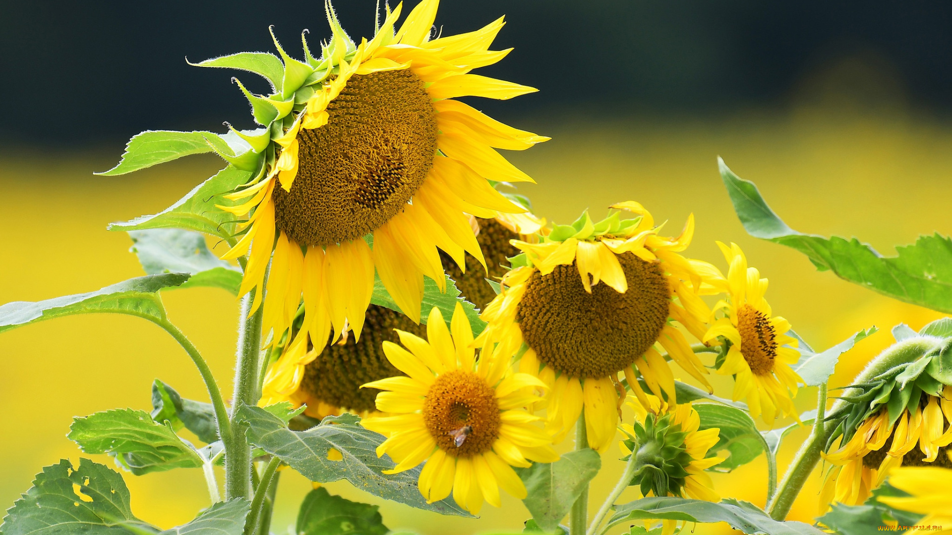 цветы, подсолнухи, поле