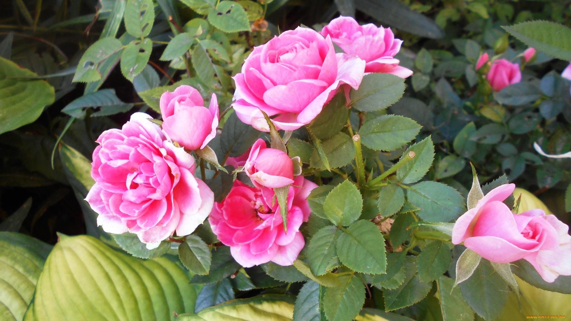 цветы, розы