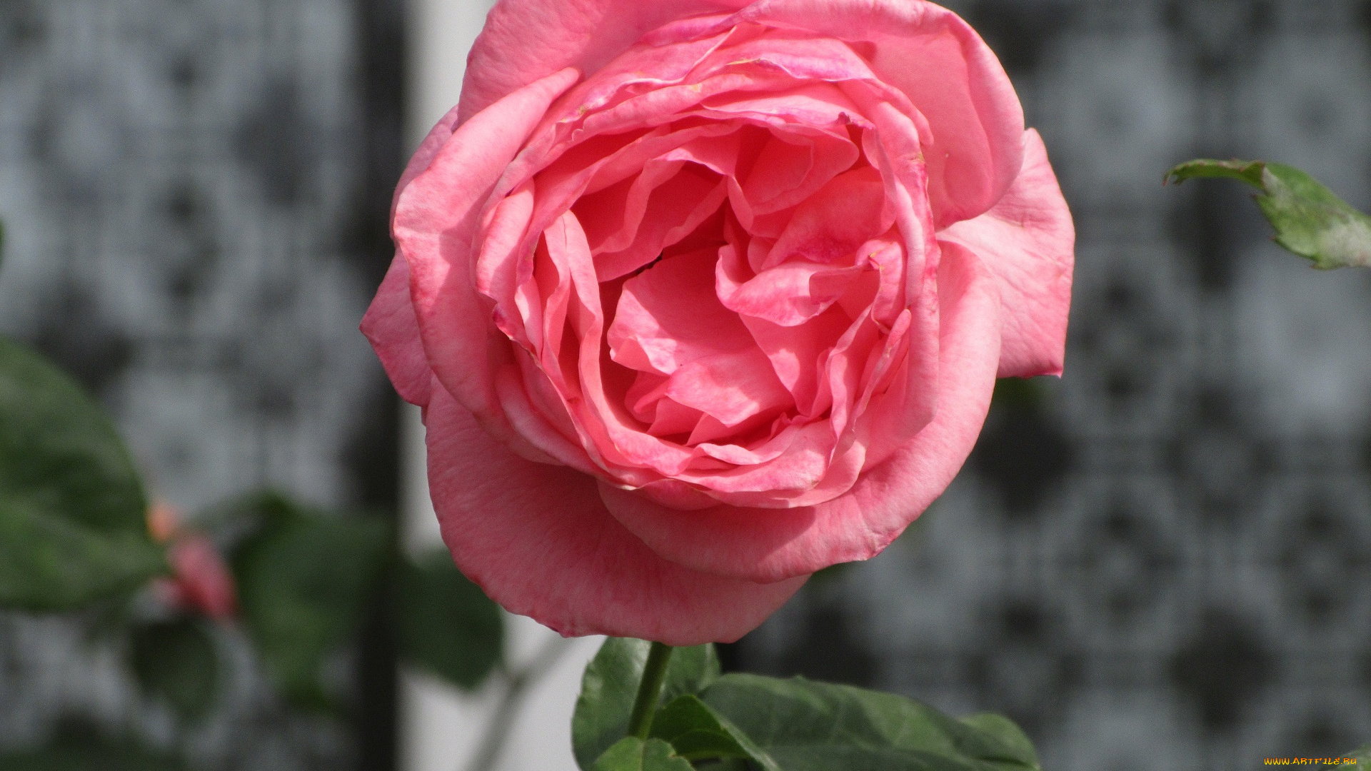 цветы, розы, лето, 2018