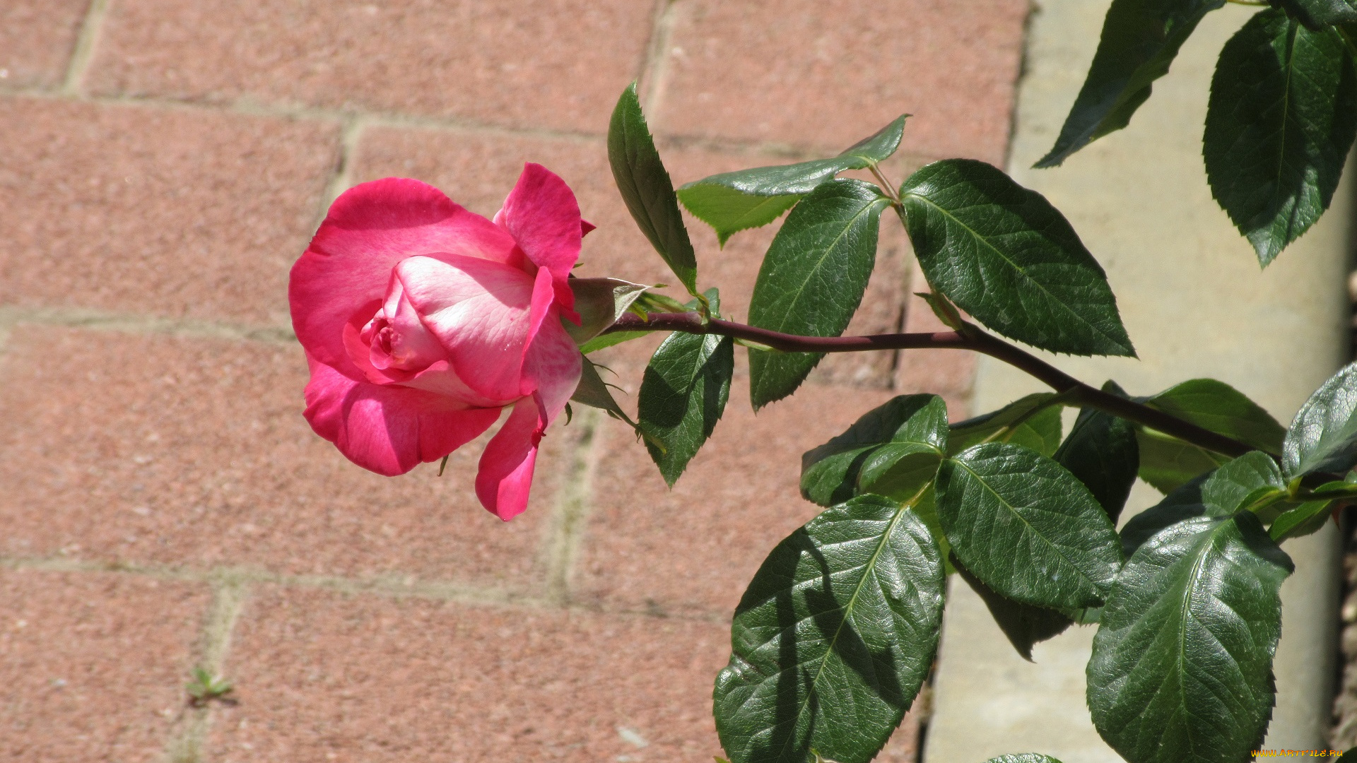 цветы, розы, лето, 2018