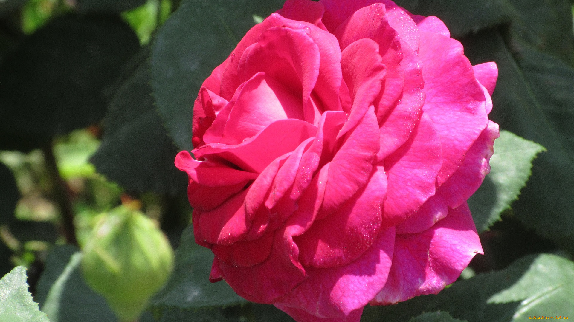 цветы, розы, лето, 2018