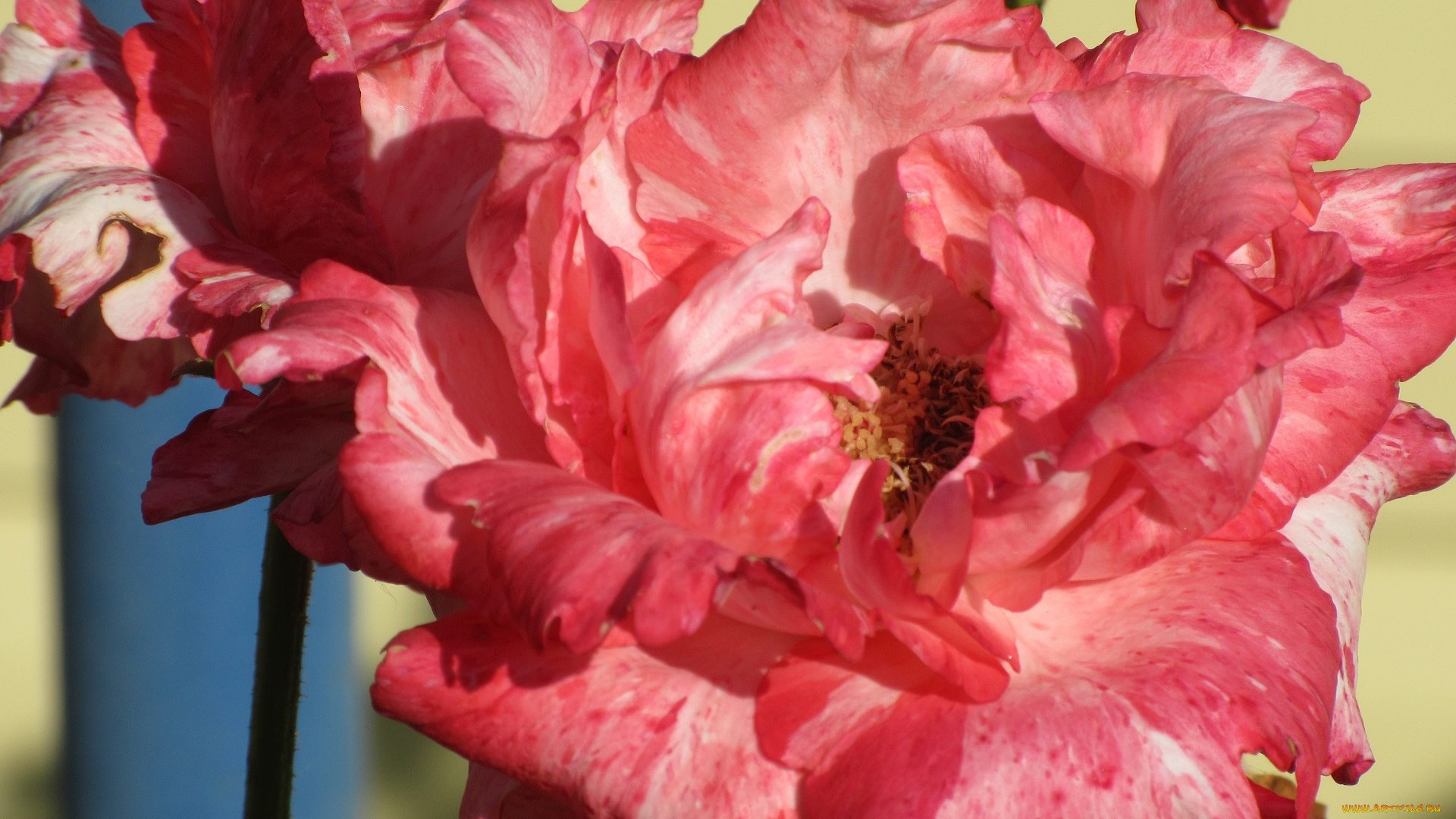 цветы, розы, лето, 2018