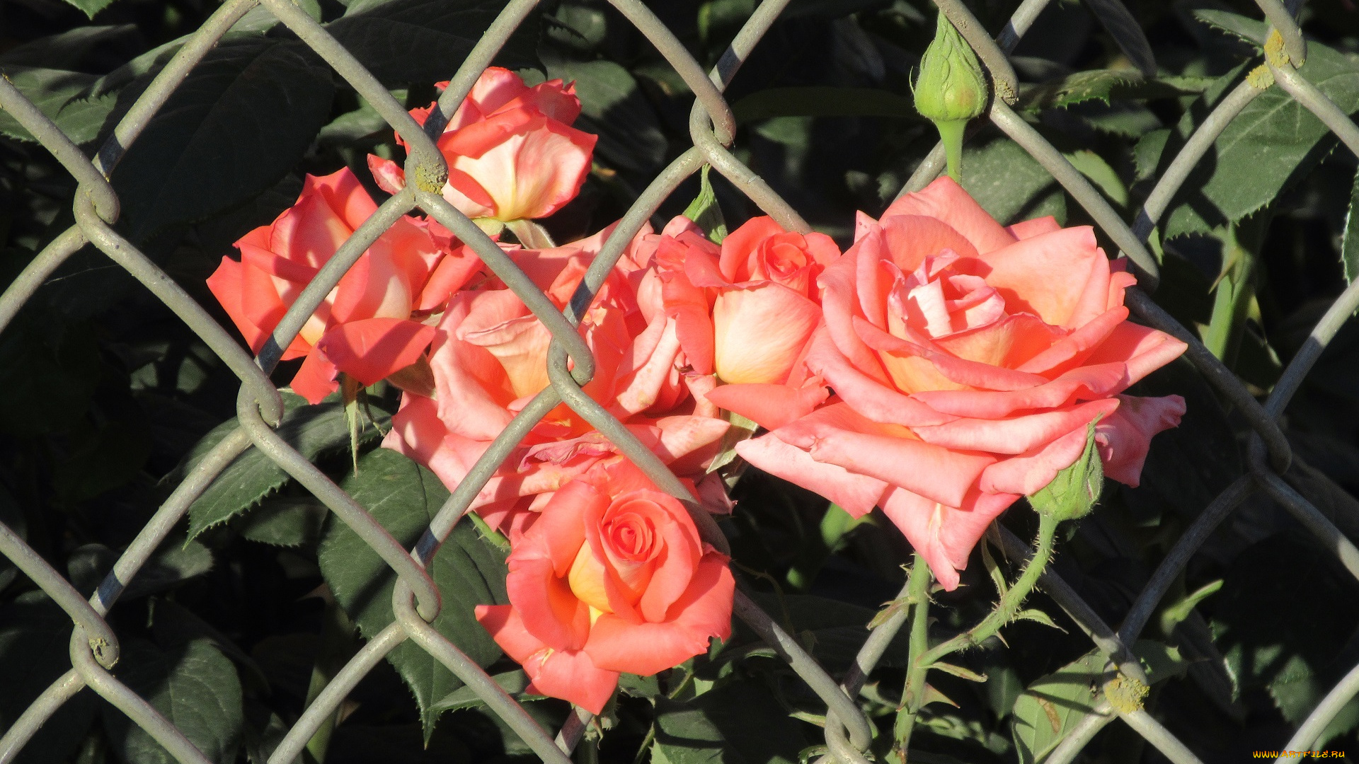 цветы, розы, лето, 2018