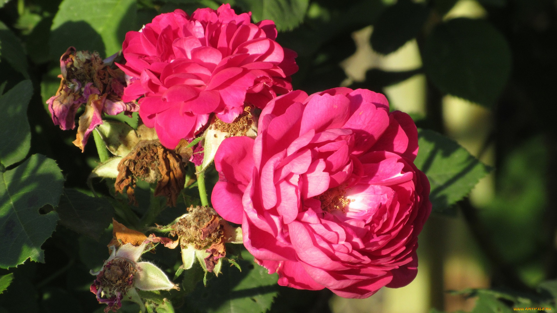 цветы, розы, лето, 2018