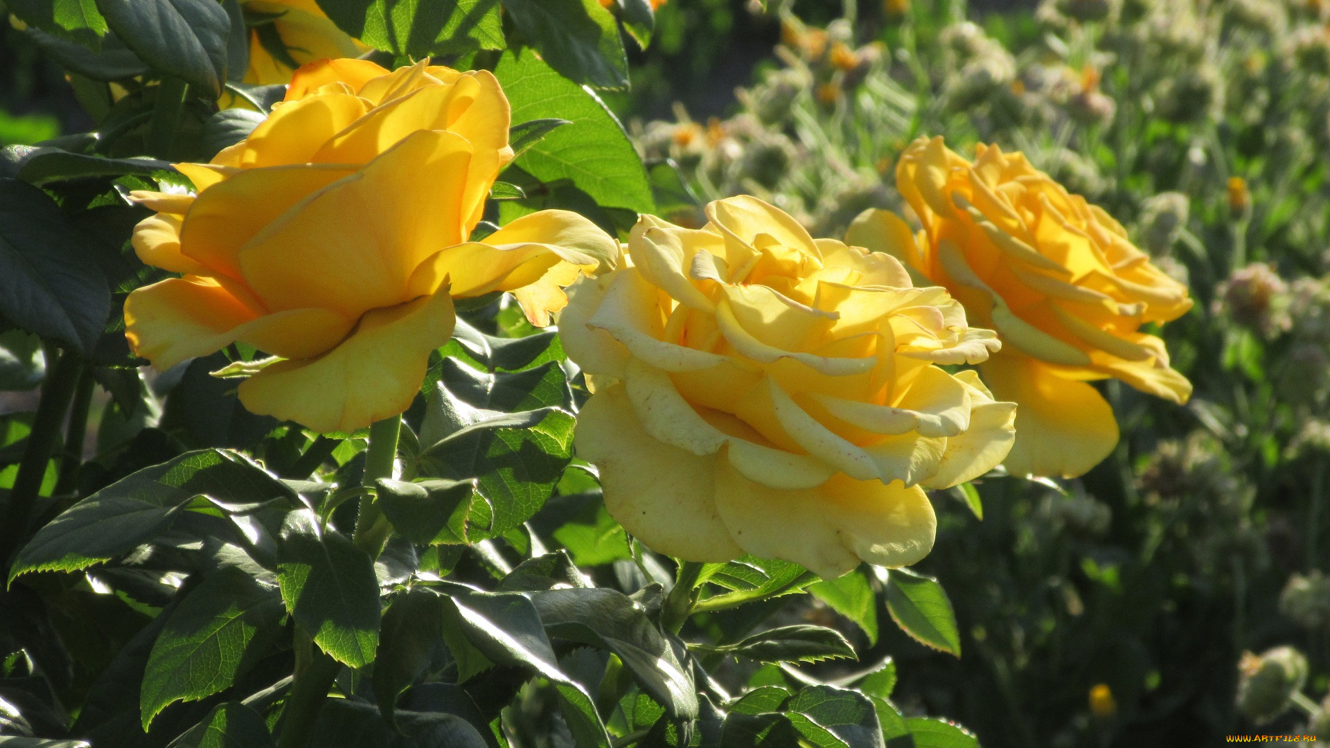 цветы, розы, лето, 2018