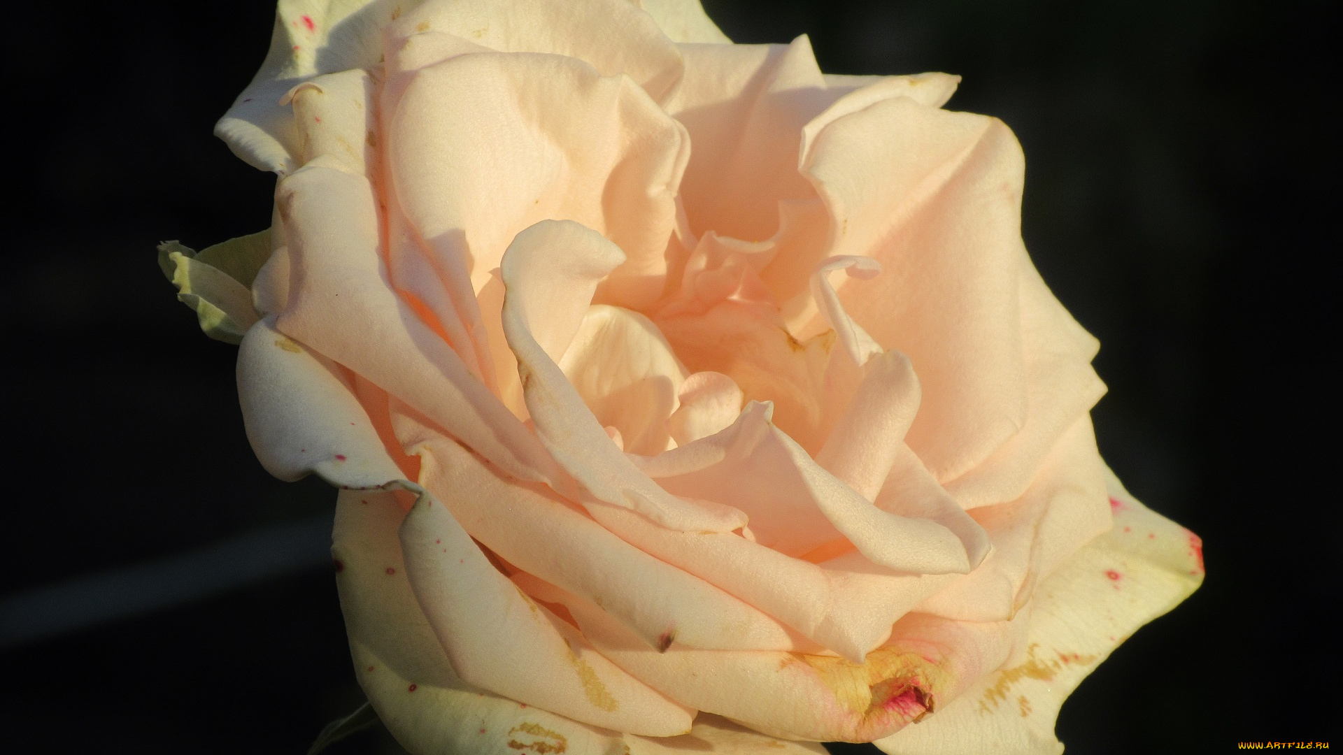 цветы, розы, лето, 2018