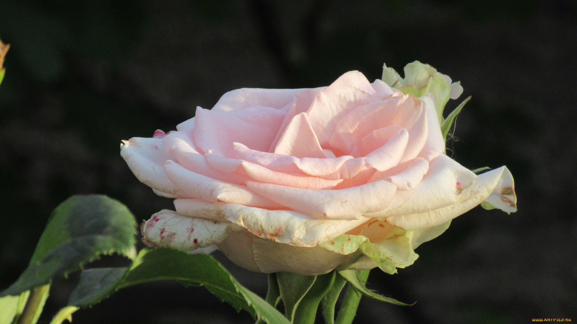 цветы, розы, лето, 2018