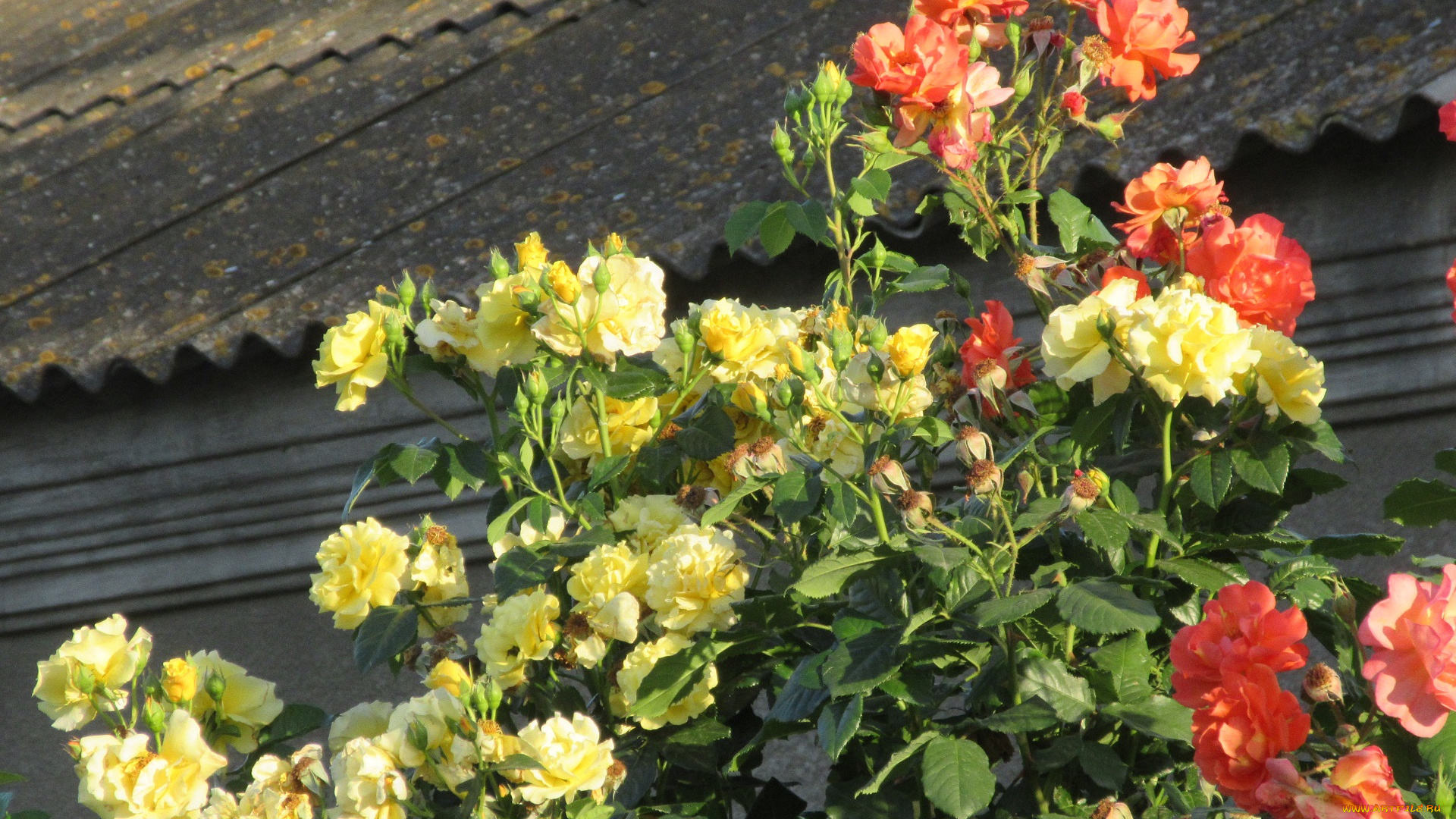 цветы, розы, лето, 2018