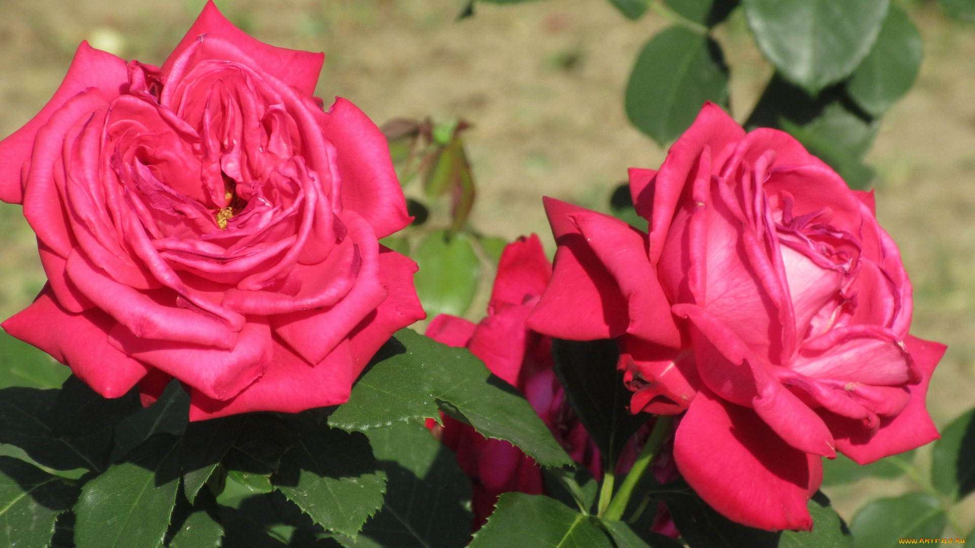 цветы, розы, лето, 2018