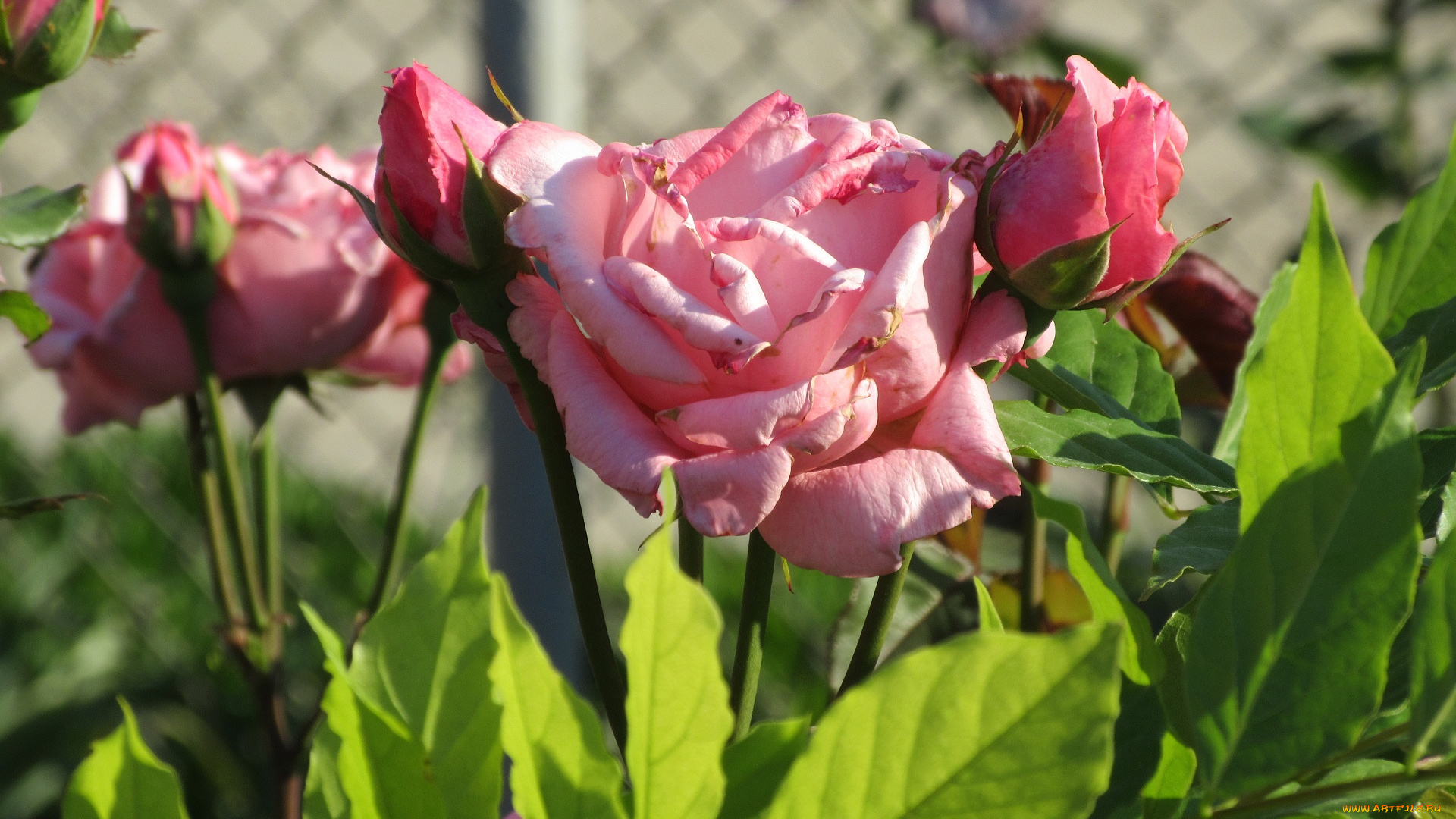 цветы, розы, лето, 2018