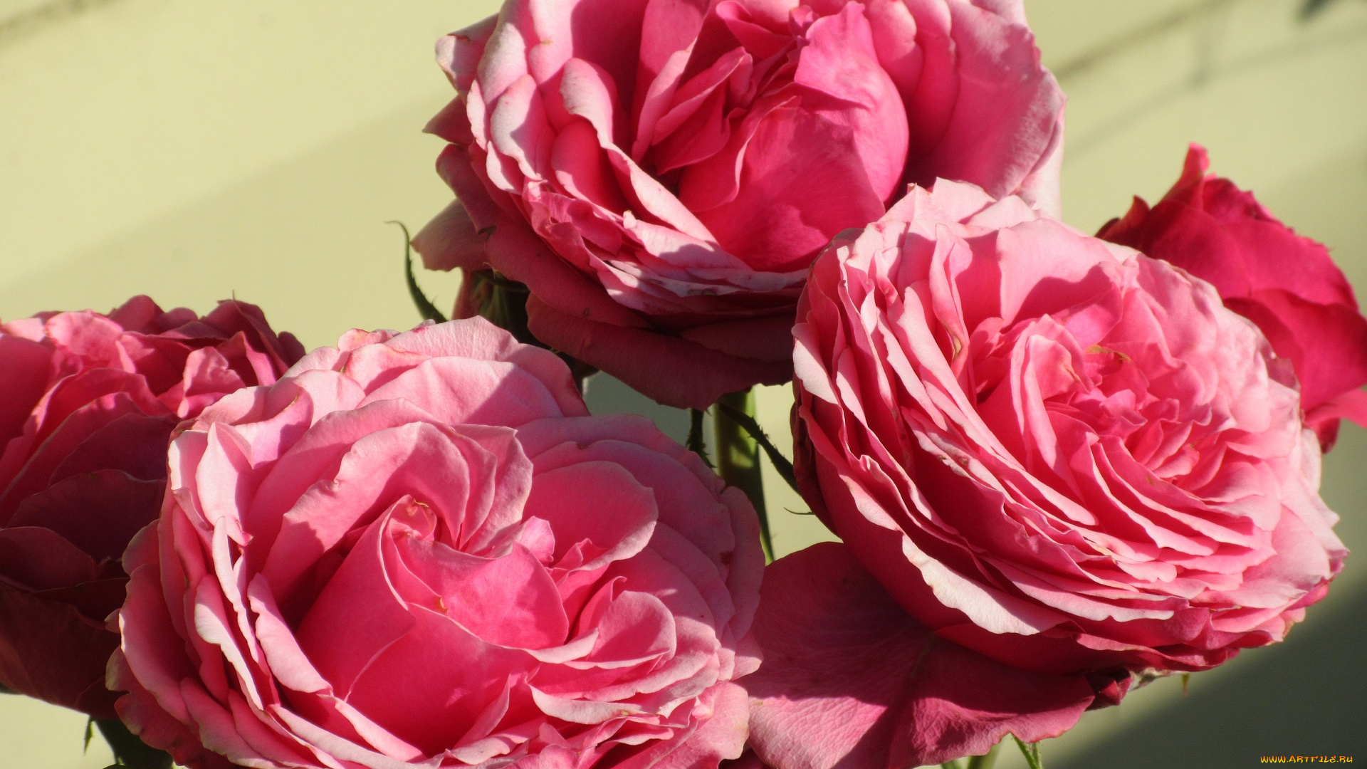 цветы, розы, лето, 2018