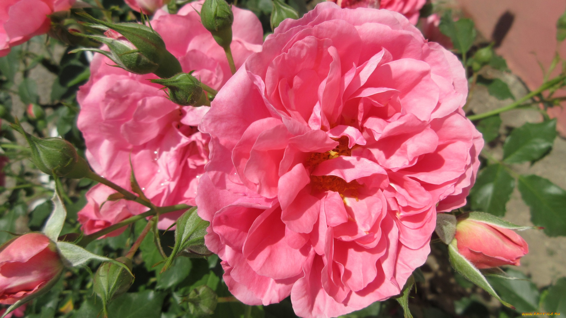 цветы, розы, весна, 2018