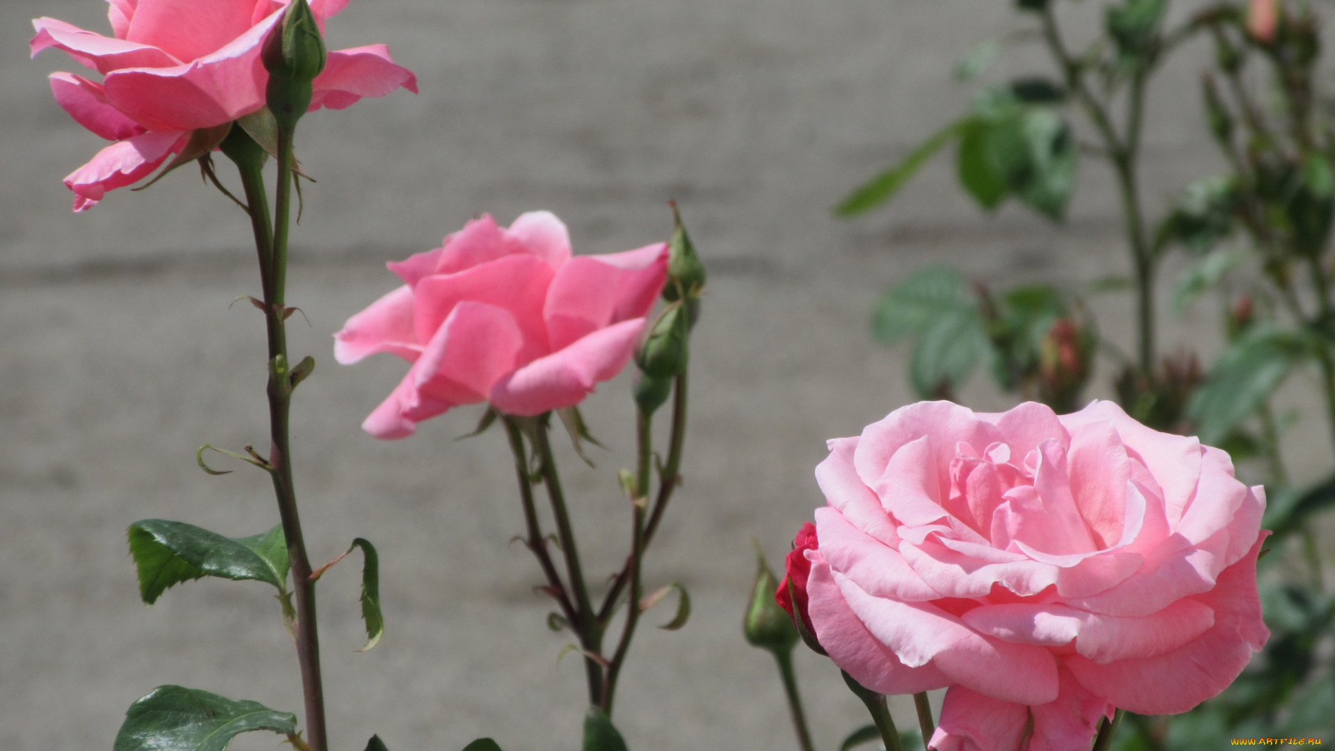 цветы, розы, весна, 2018