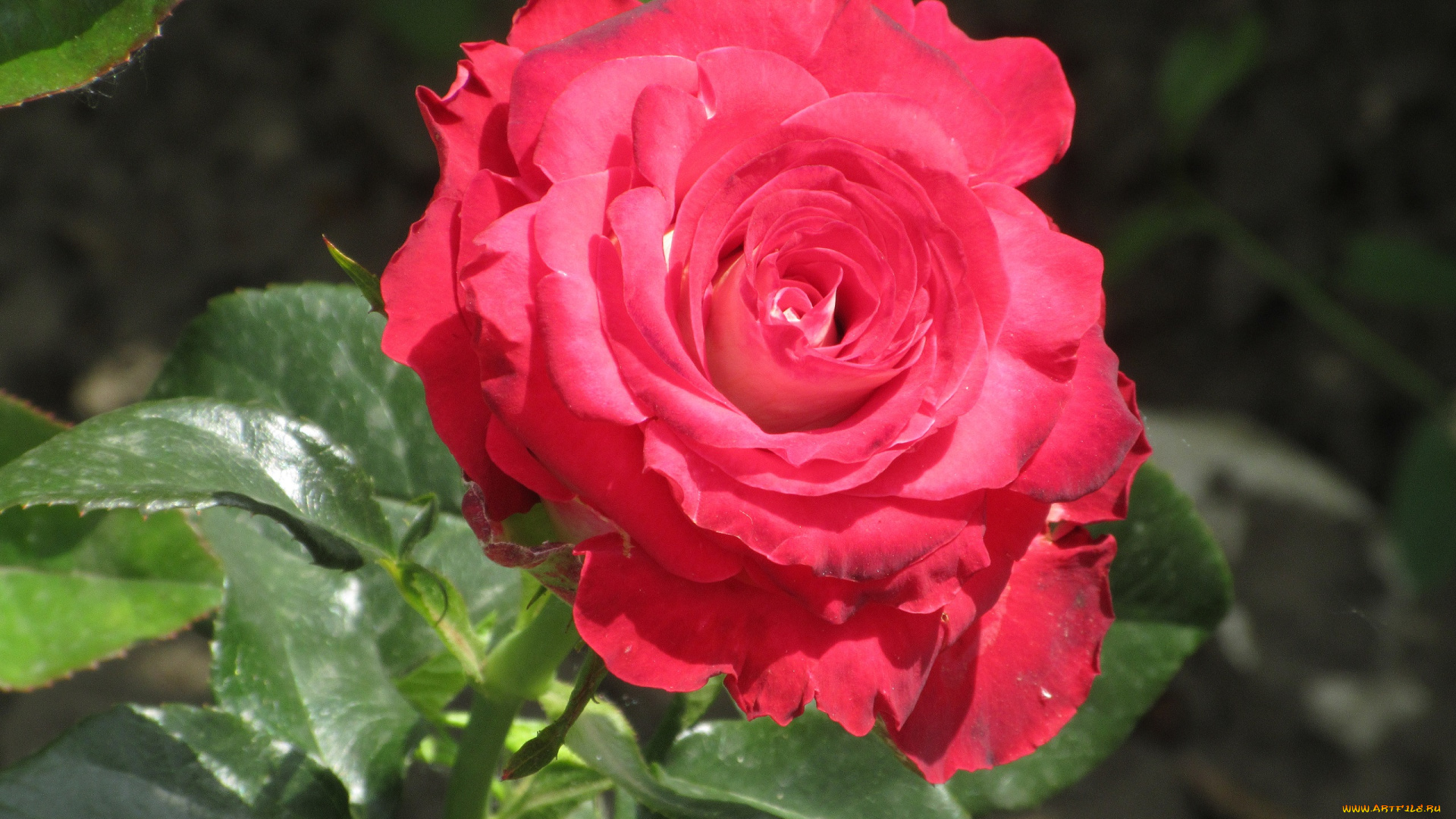 цветы, розы, весна, 2018