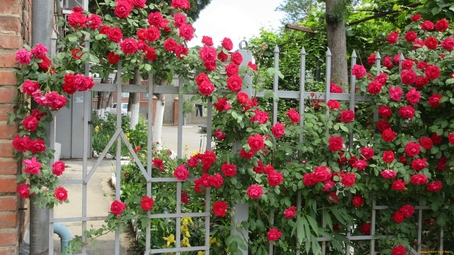 цветы, розы, весна, 2018