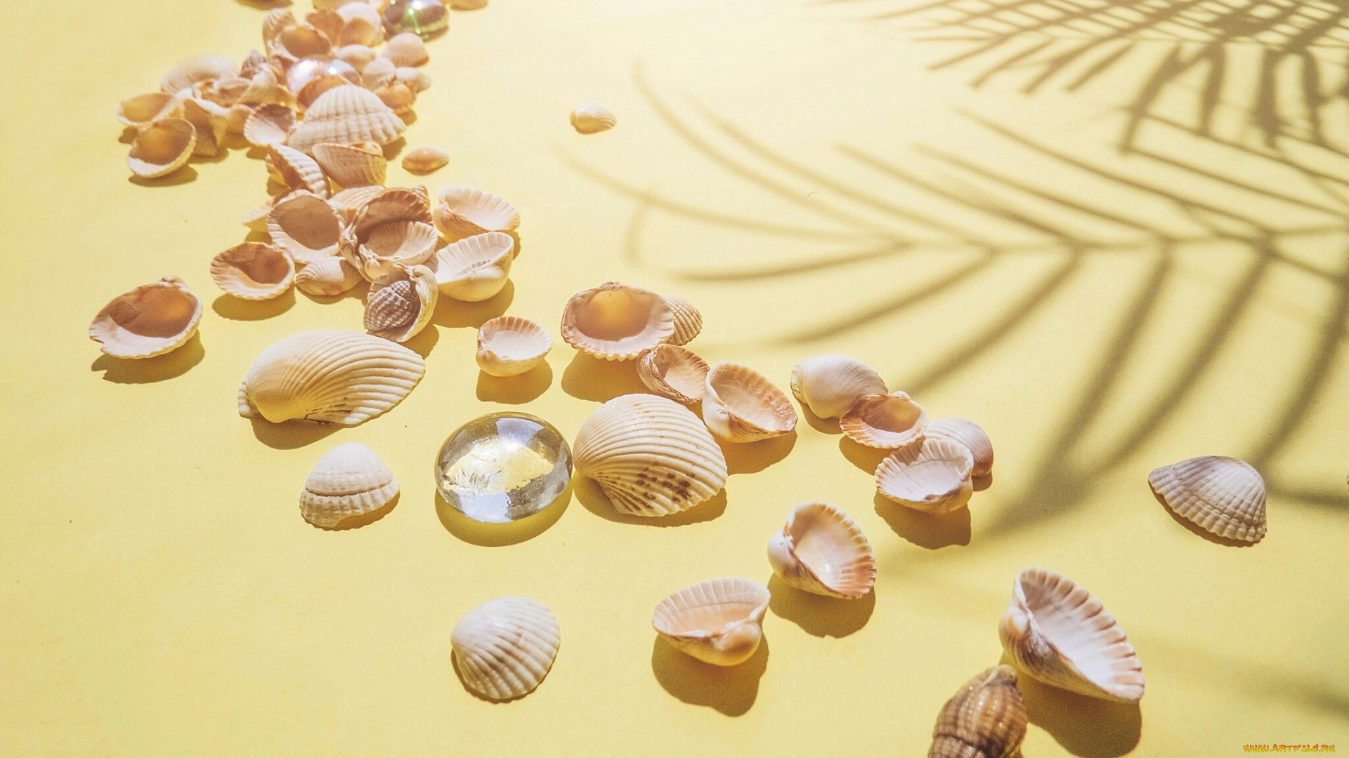 лето, разное, ракушки, , кораллы, , декоративные, и, spa-камни, песок, пляж