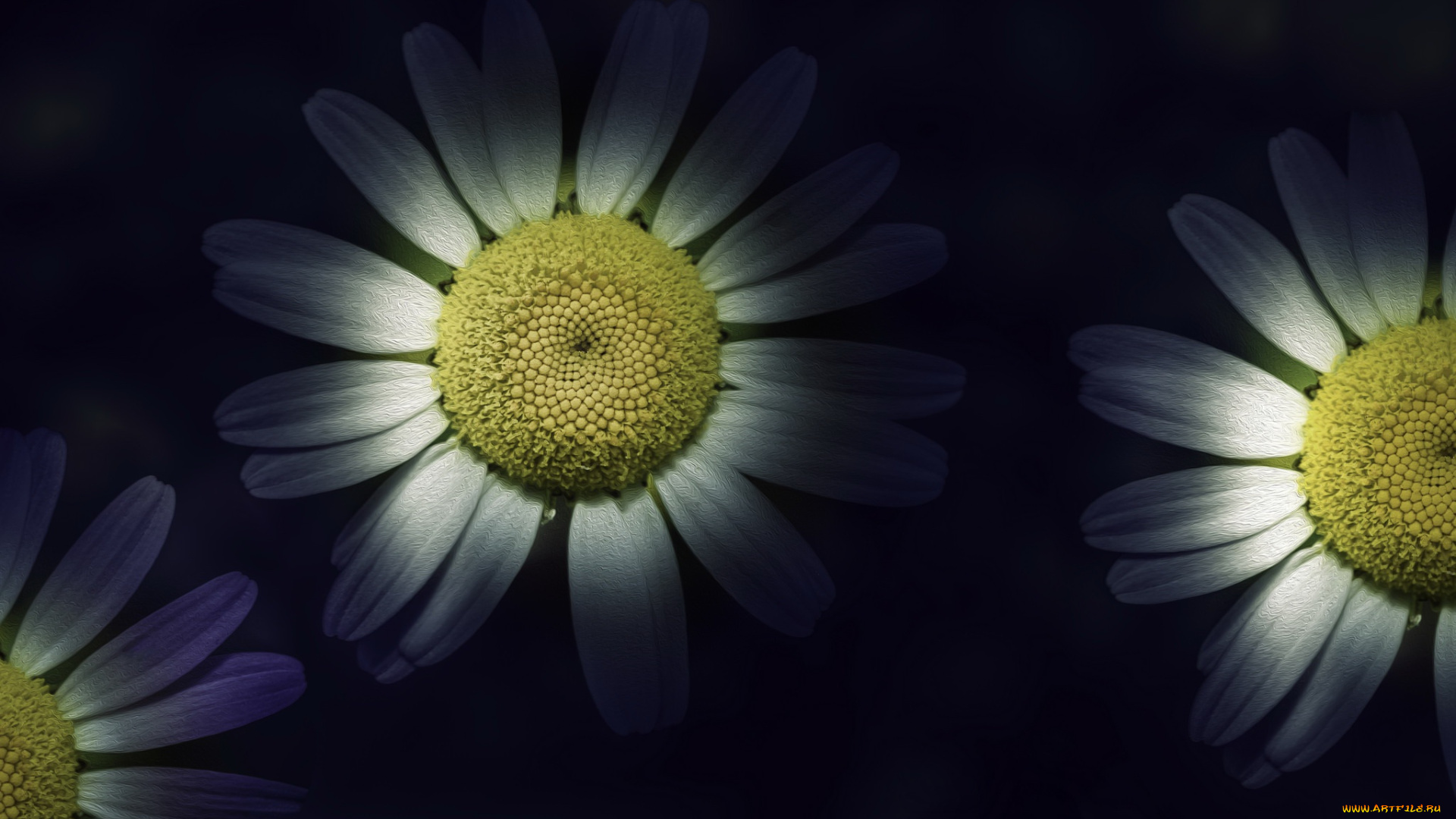 разное, компьютерный, дизайн, цветы, фон, ромашки