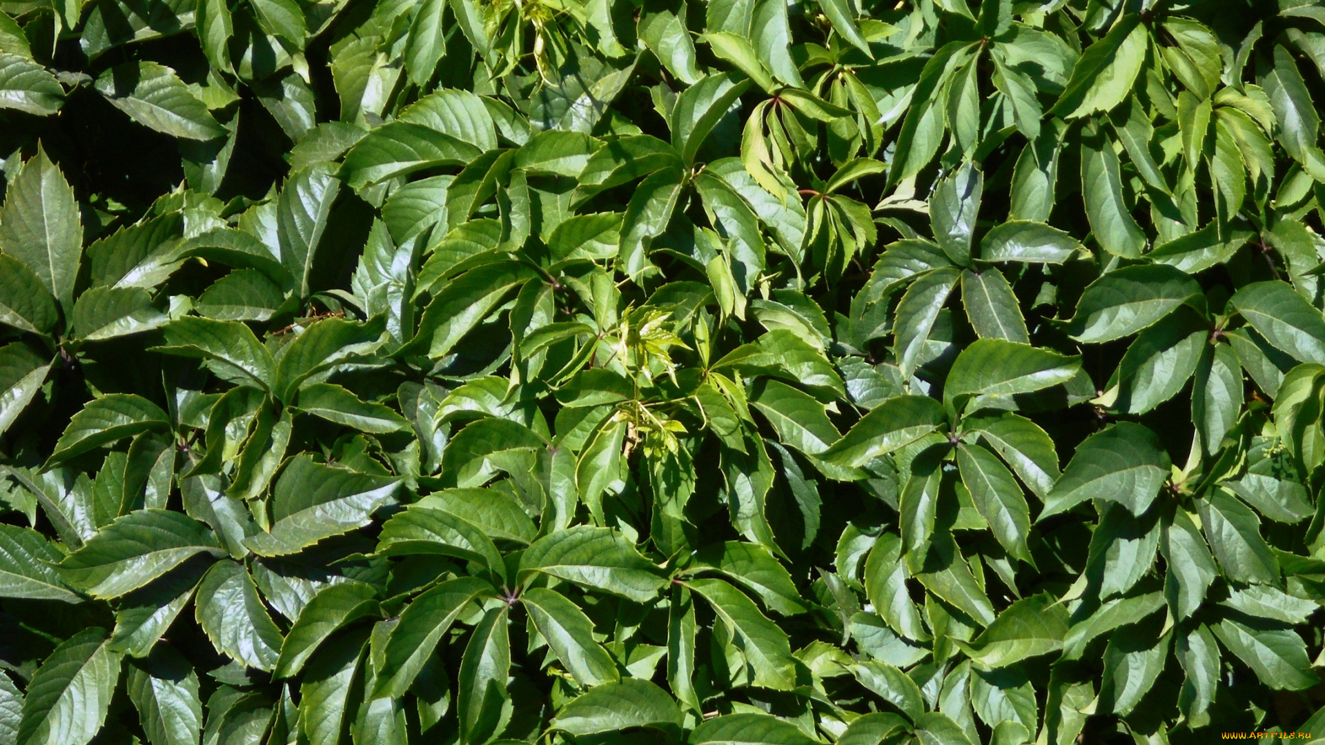 разное, текстуры, листья, текстура