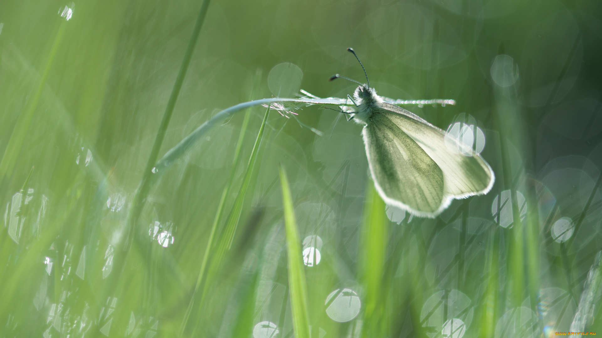 животные, бабочки, , мотыльки, , моли, бабочка, фон, стебель, насекомое, белая, свет, трава, макро, боке, блики, зеленый