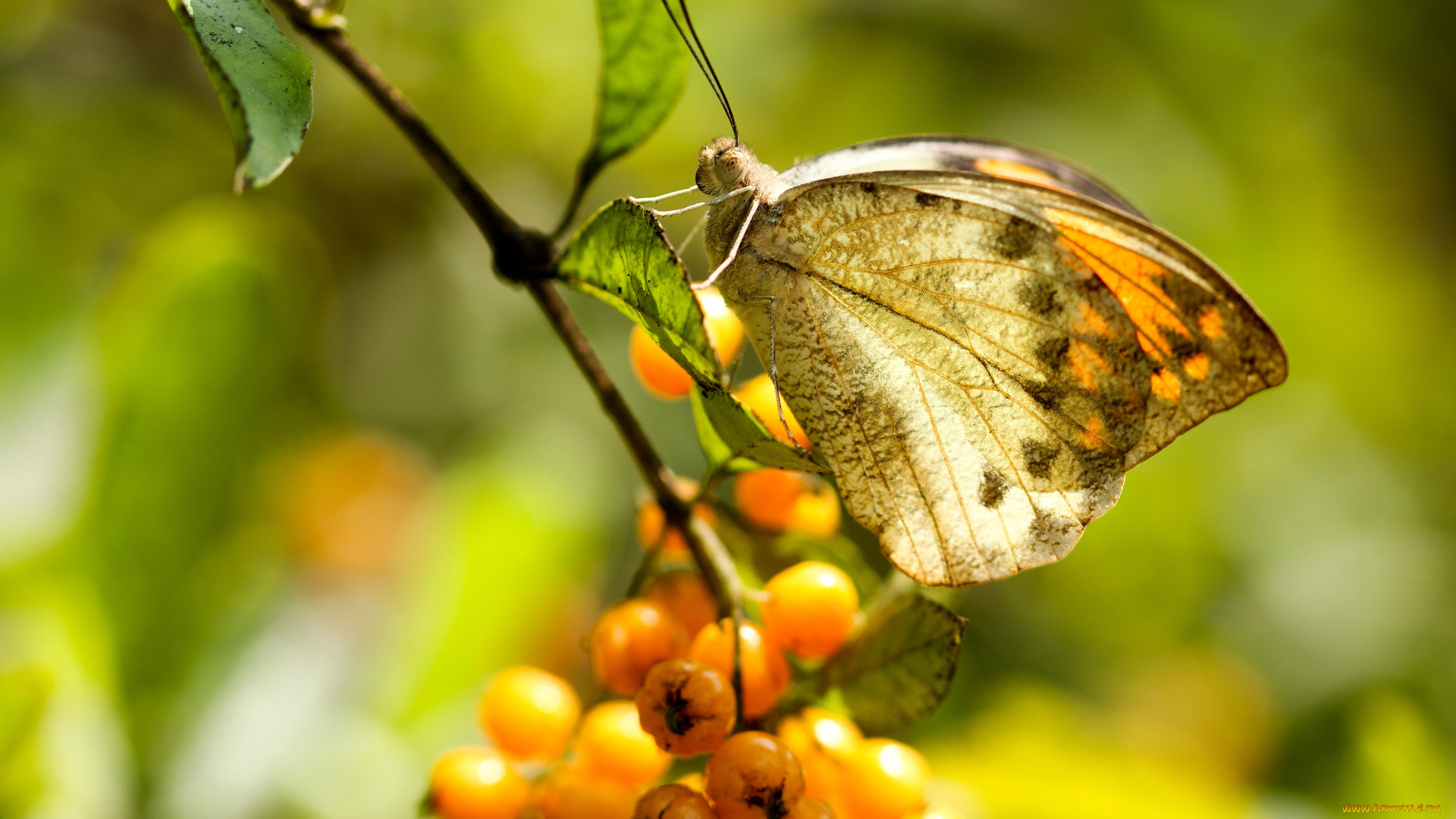животные, бабочки, , мотыльки, , моли, плоды, ветка, фон, бабочка, макро, ягоды, насекомое